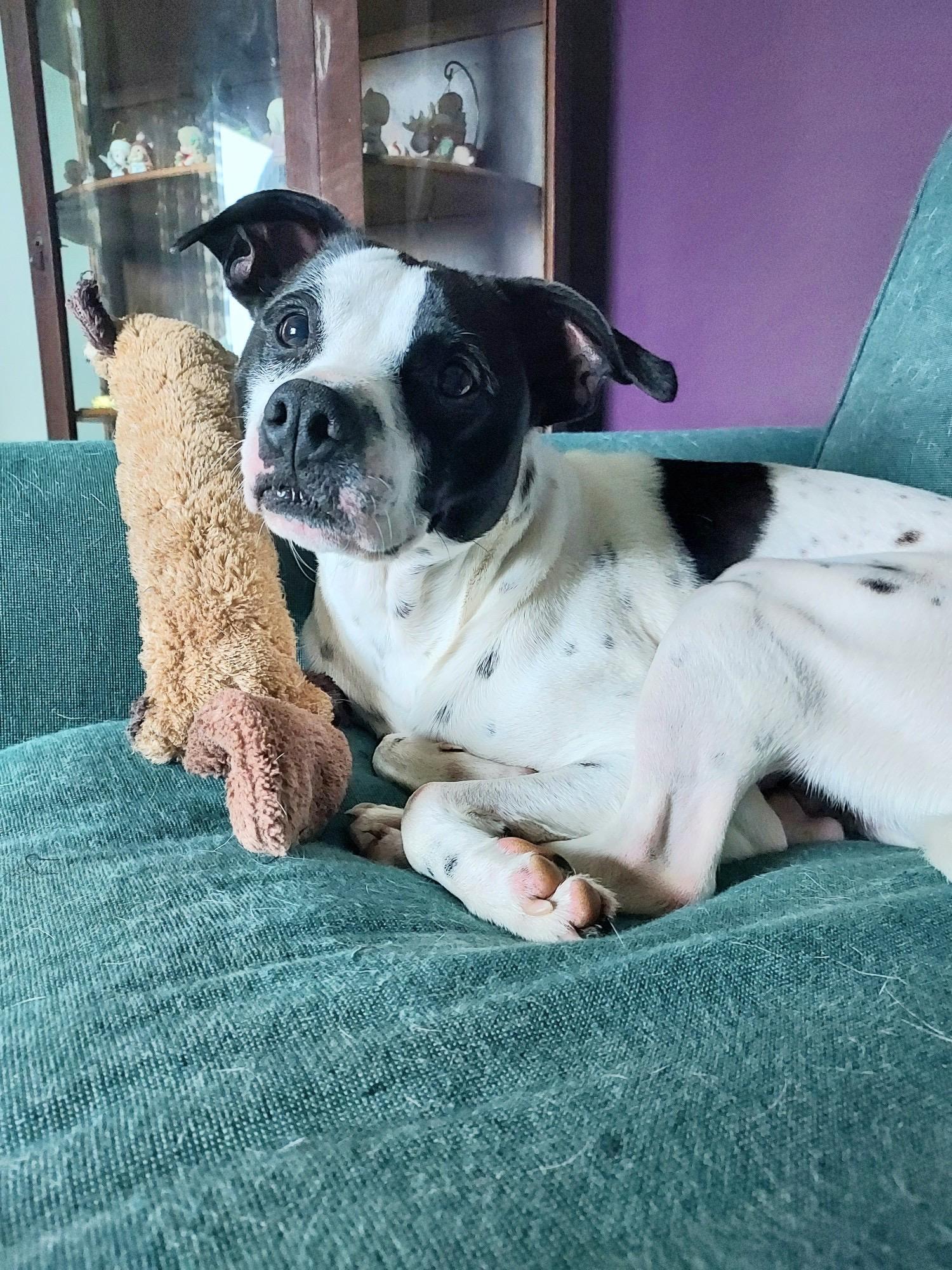 Rankin, a Adoptable mixed breed in Greenwood, IN image 1/6