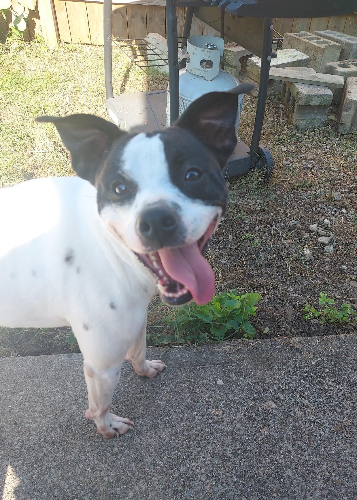 Rankin, a Adoptable mixed breed in Greenwood, IN image 2/6