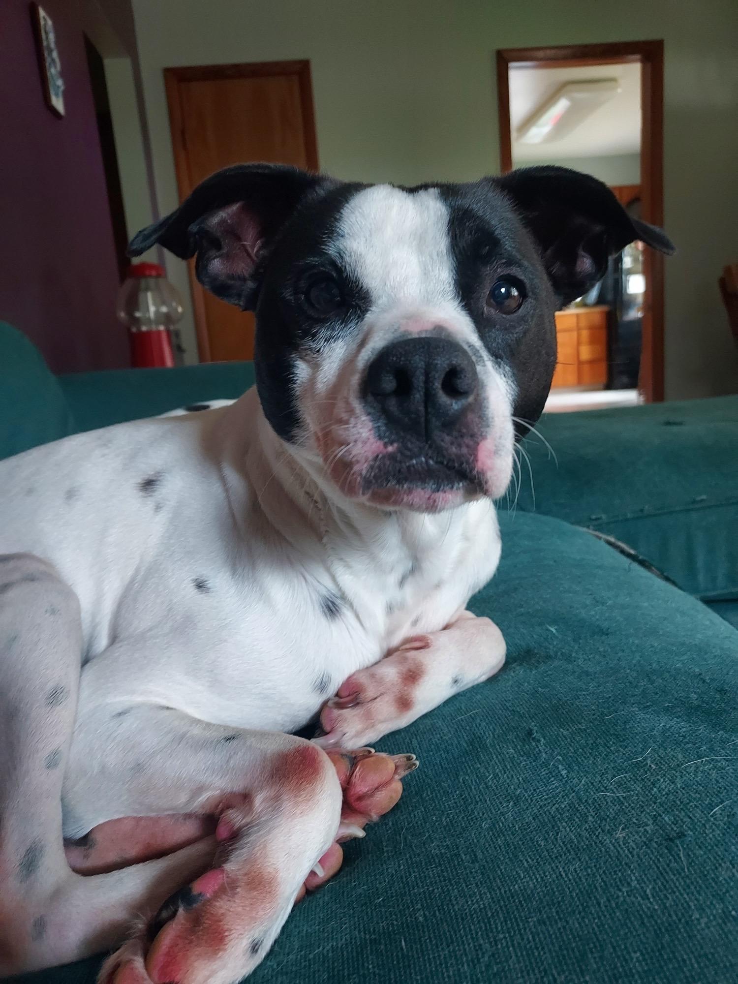 Rankin, a Adoptable mixed breed in Greenwood, IN image 4/6