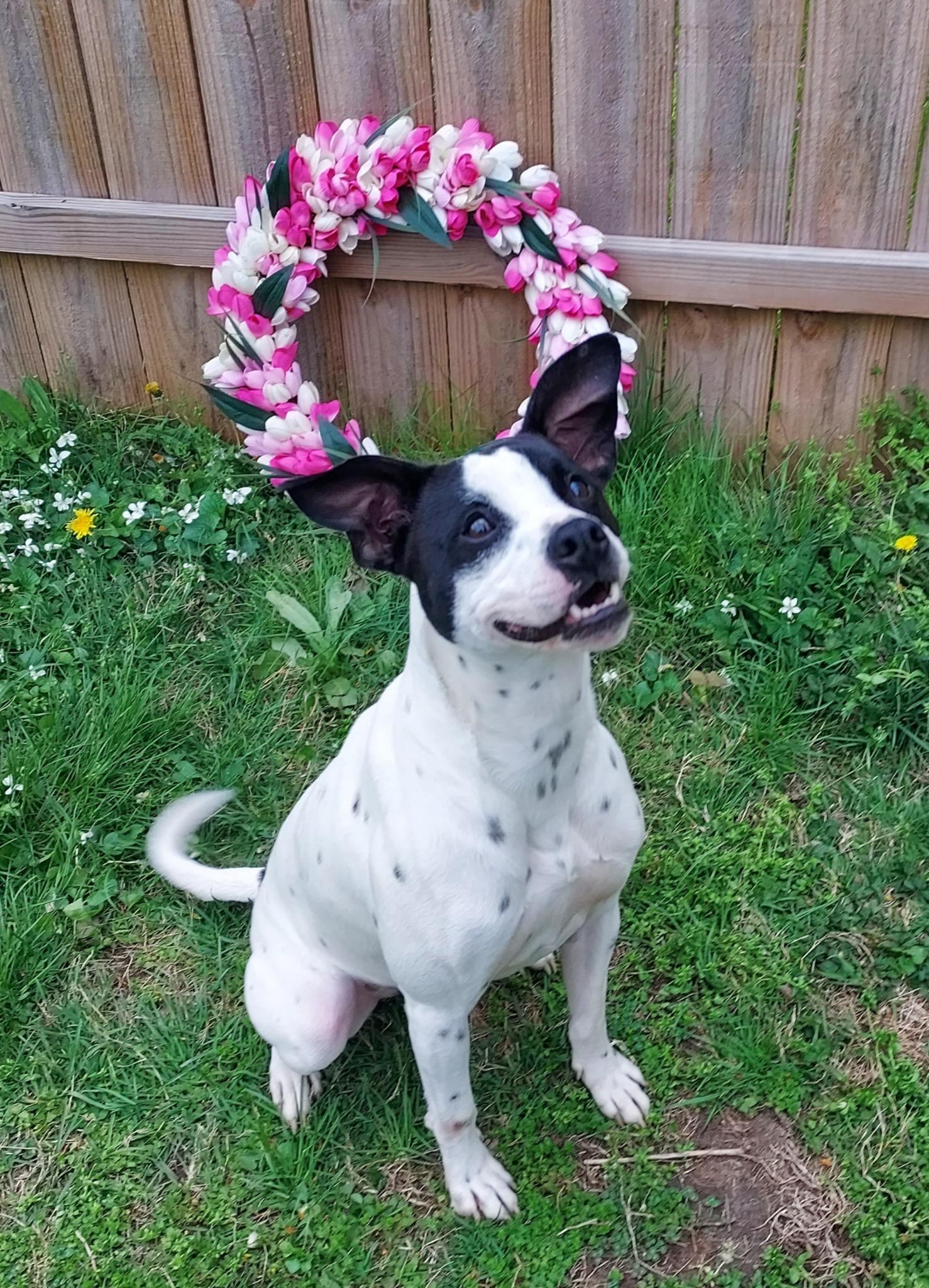 Rankin, a Adoptable mixed breed in Greenwood, IN image 5/6