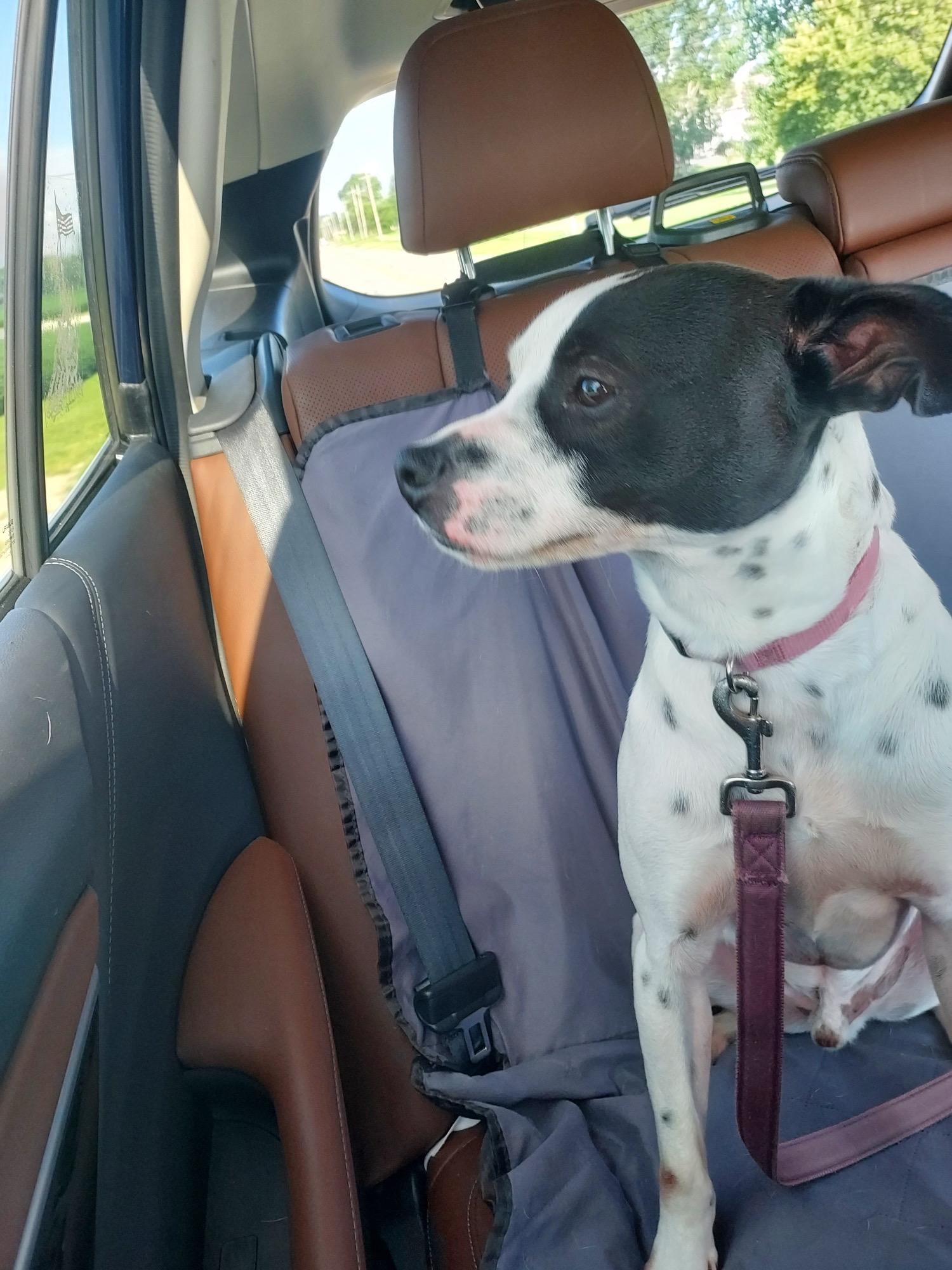 Rankin, a Adoptable mixed breed in Greenwood, IN image 6/6