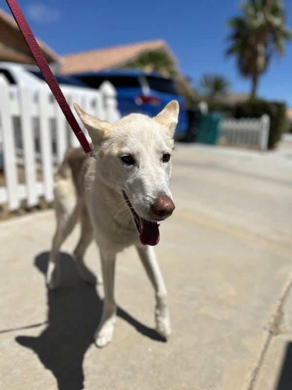 Pickles, Adoptable, Adult Female Siberian Husky.