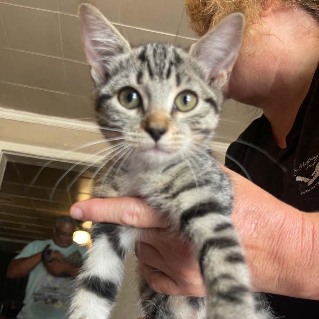 Daisy, ADOPTABLE, Kitten Female Domestic Short Hair.