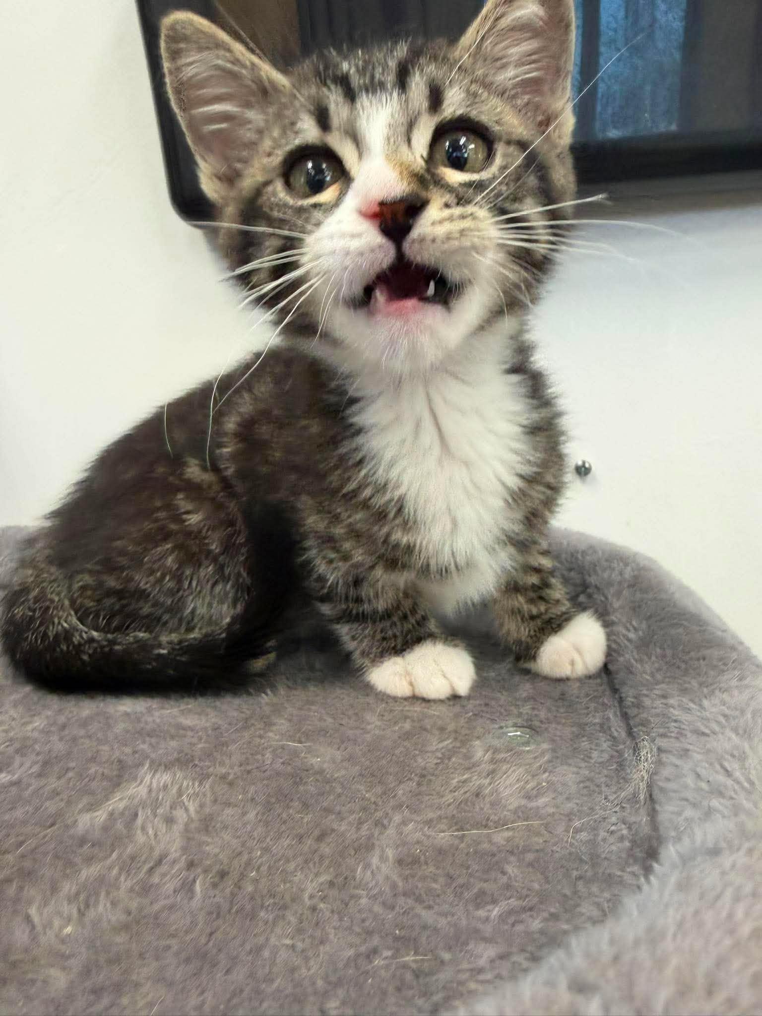 Lorcan, a ADOPTABLE Domestic Short Hair in Roosevelt, UT image 2/4
