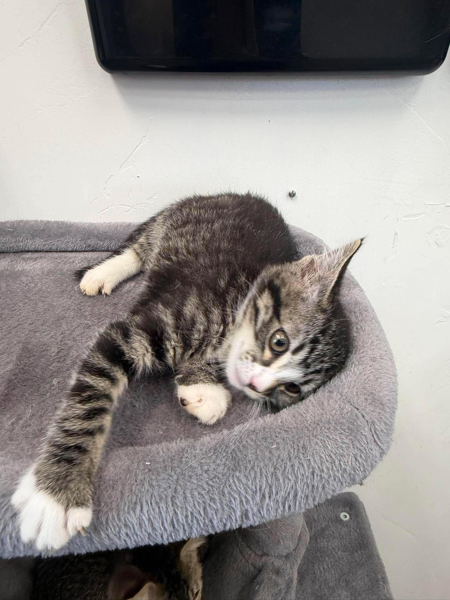 Lorcan, a ADOPTABLE Domestic Short Hair in Roosevelt, UT image 3/4