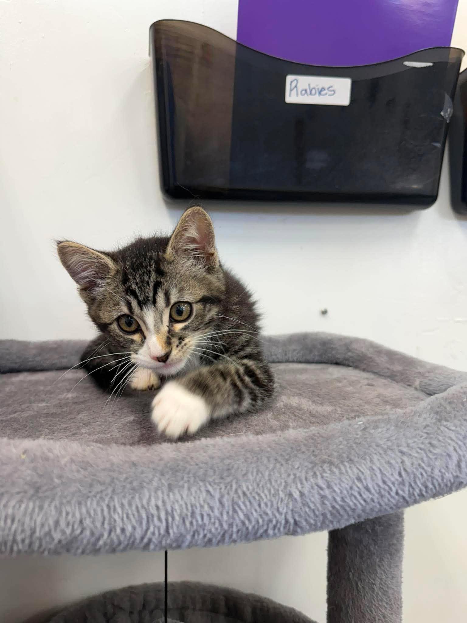 Lorcan, a ADOPTABLE Domestic Short Hair in Roosevelt, UT image 4/4