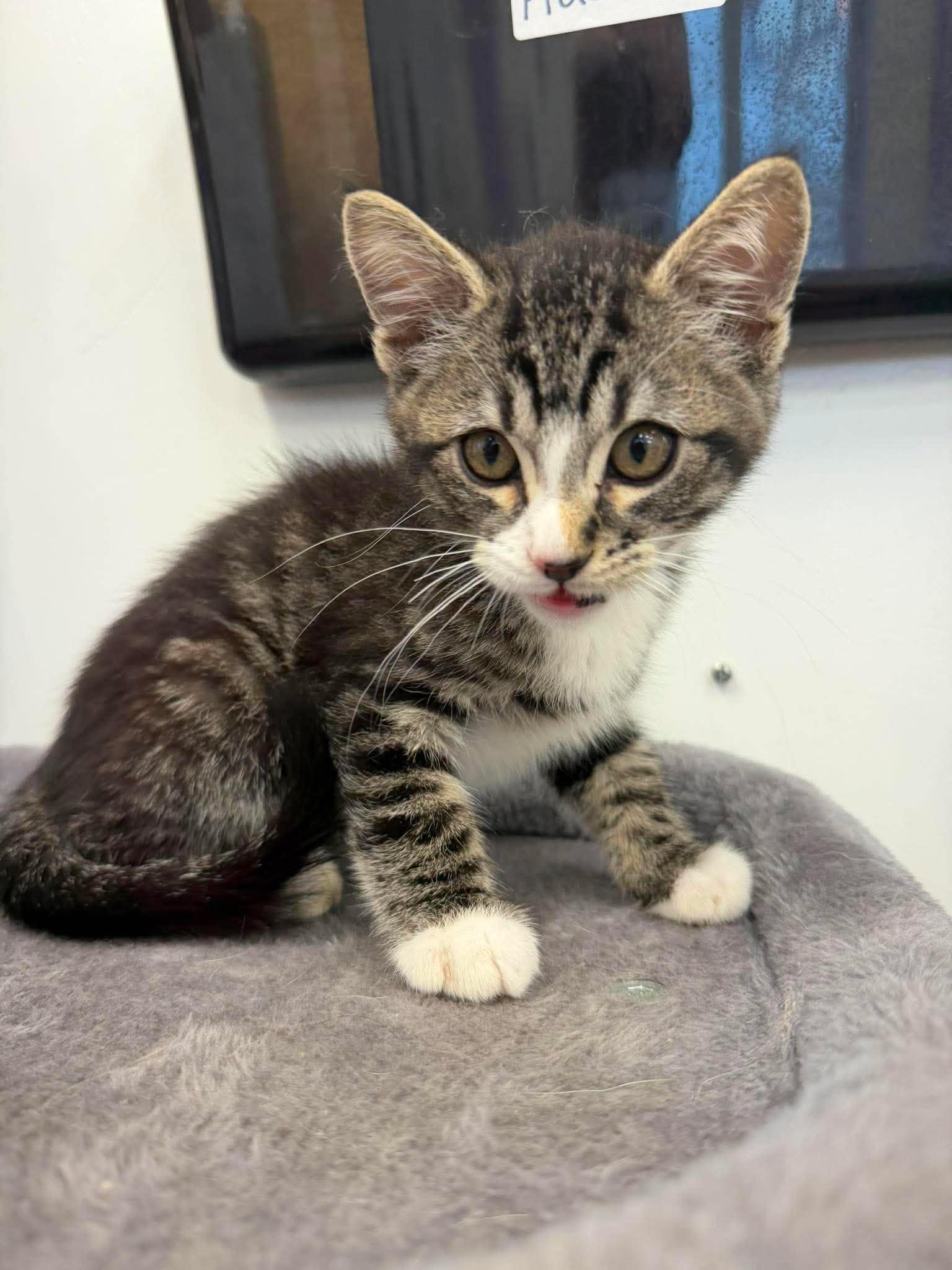 Lorcan, a ADOPTABLE Domestic Short Hair in Roosevelt, UT image 1/4