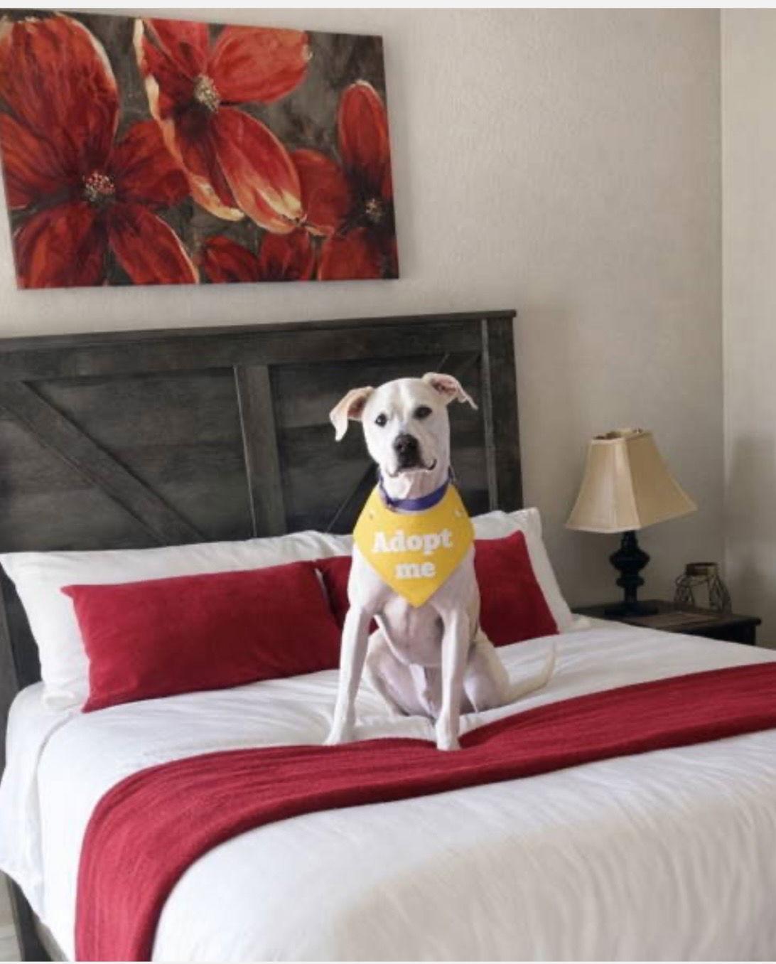 McFuffin, Adoptable, Adult Male Pointer & Hound.