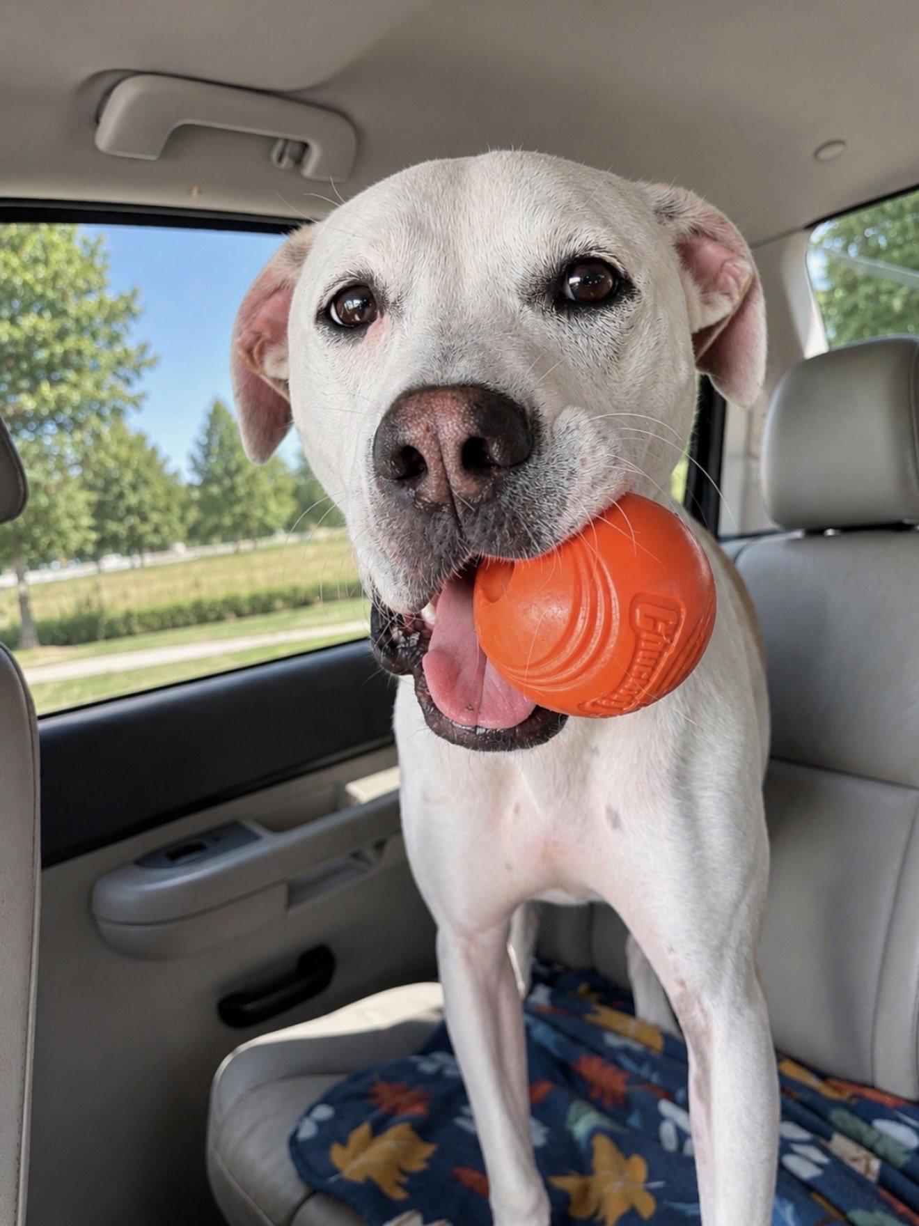 McFuffin, a Adoptable mixed breed in Euless, TX image 2/3