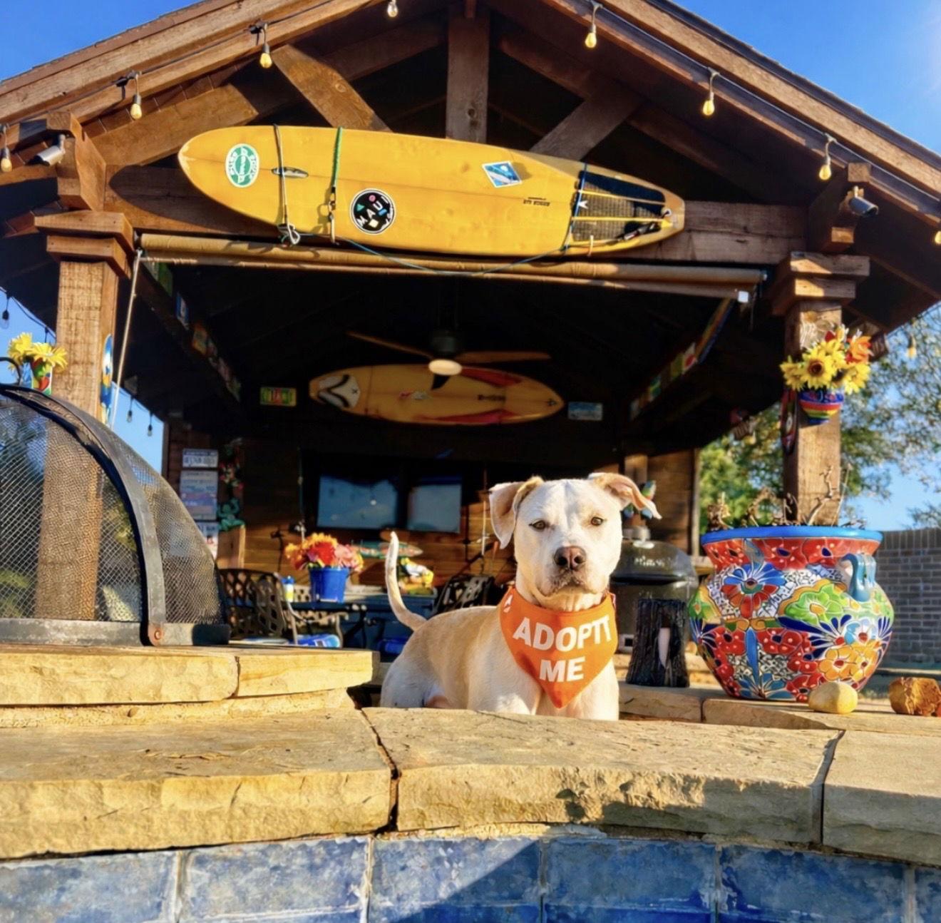McFuffin, a Adoptable mixed breed in Euless, TX image 3/3
