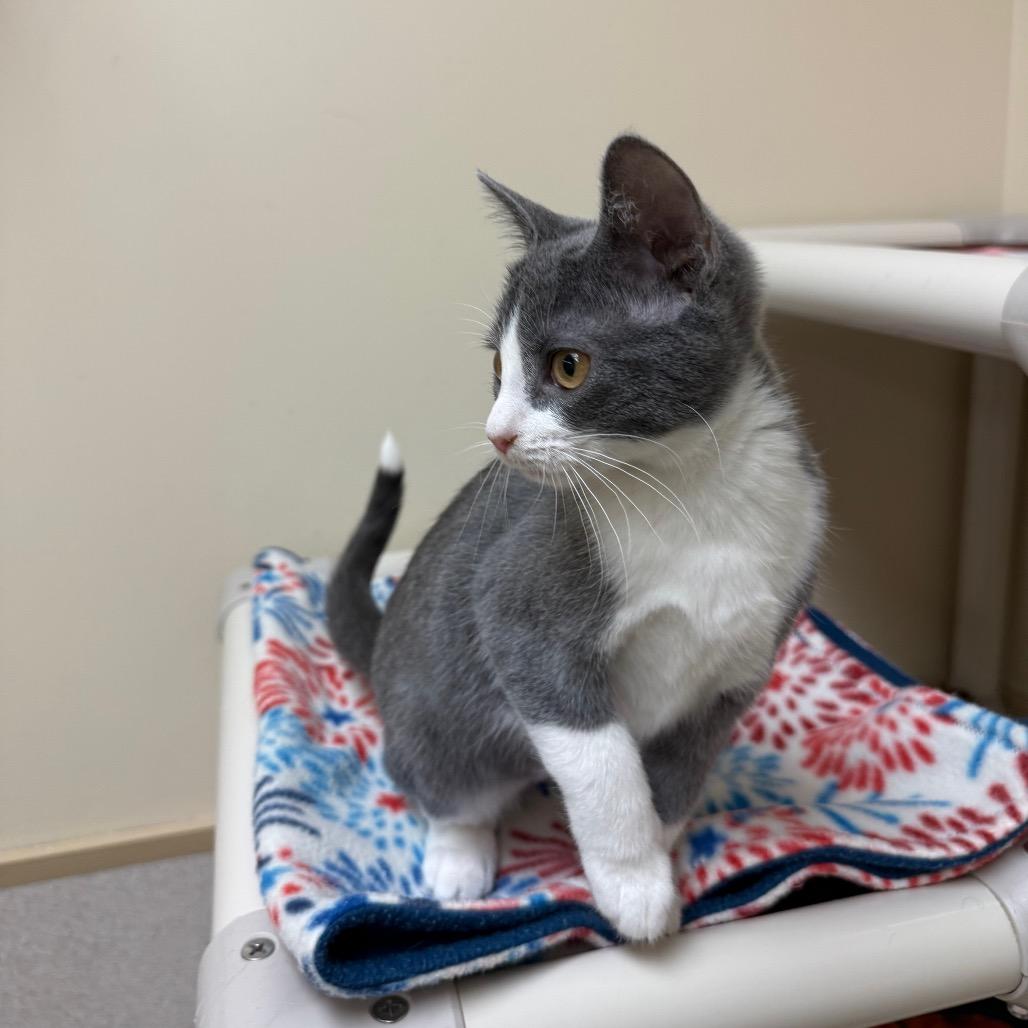 Shock, Adoptable, Kitten Female Domestic Short Hair.