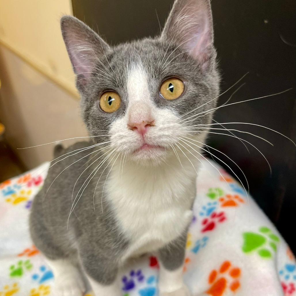 Enlarge Shock, a Adoptable Domestic Short Hair in Naperville, IL image 2/4