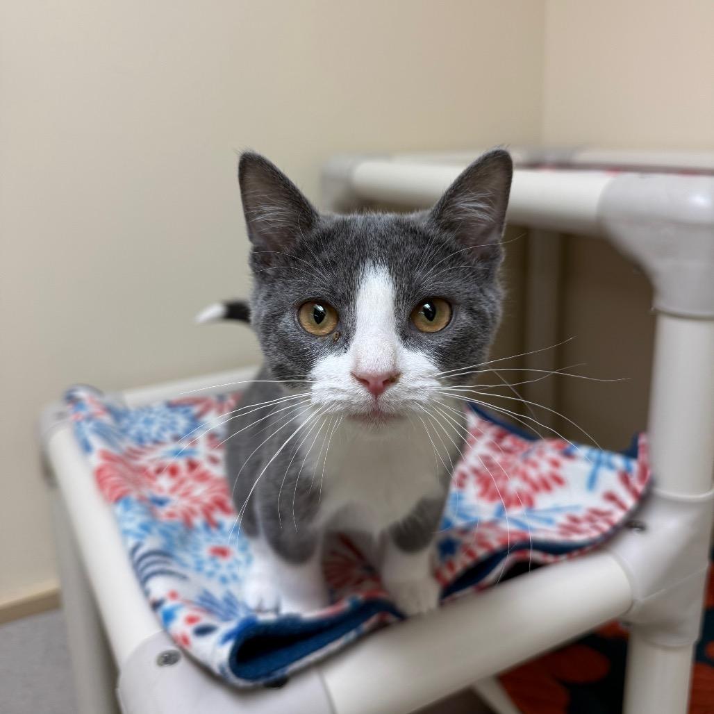 Enlarge Shock, a Adoptable Domestic Short Hair in Naperville, IL image 3/4