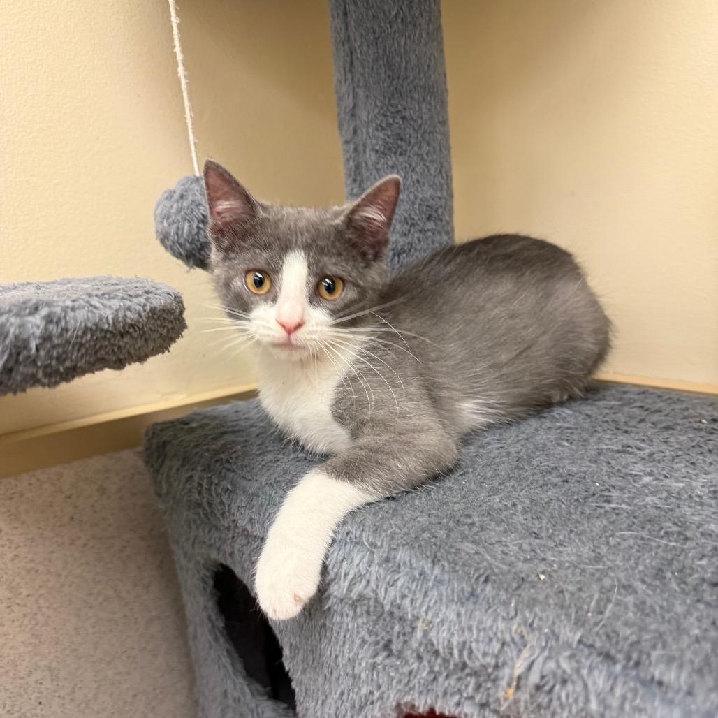 Enlarge Shock, a Adoptable Domestic Short Hair in Naperville, IL image 4/4