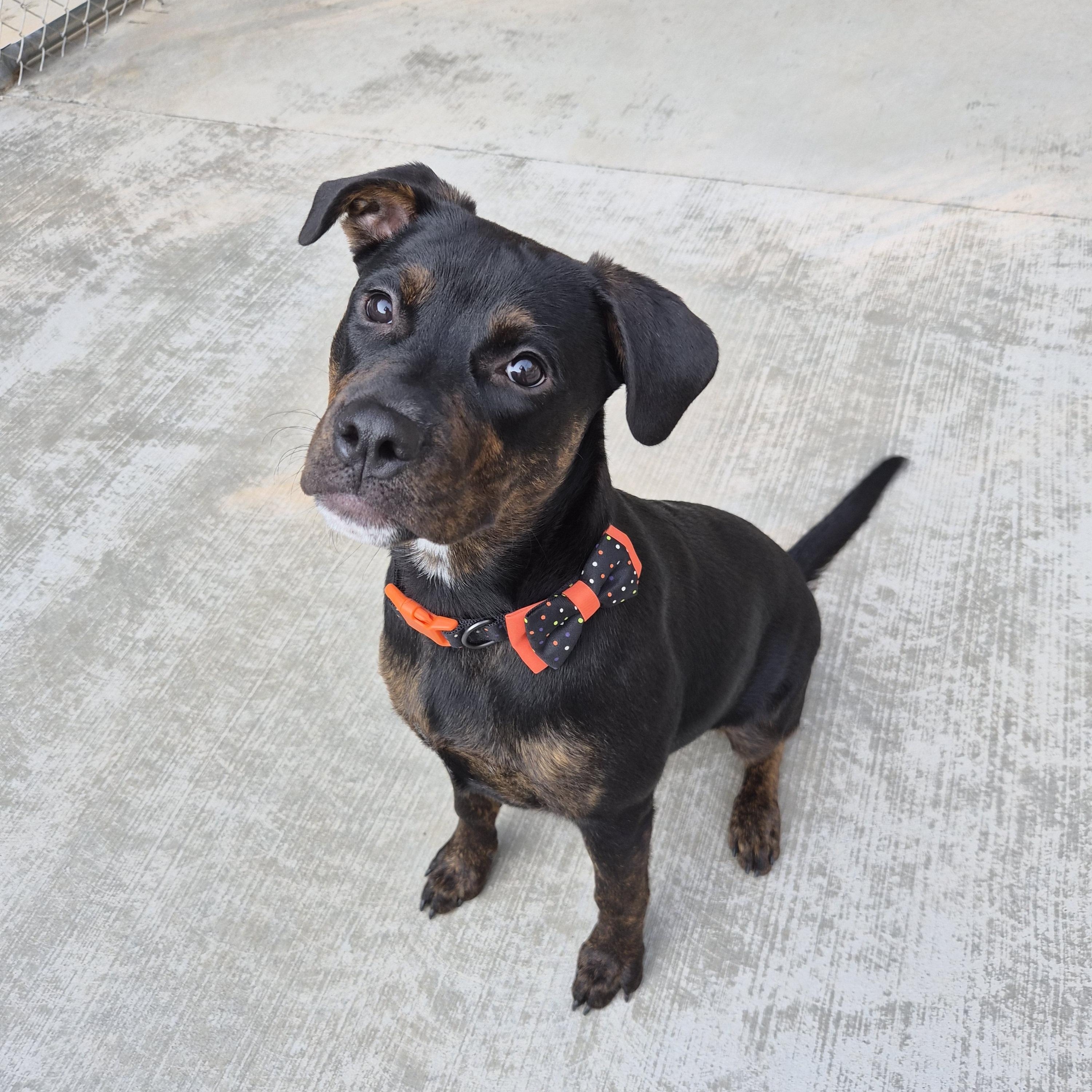 Enlarge Nova, a Adoptable mixed breed in Cornelius, NC image 4/6