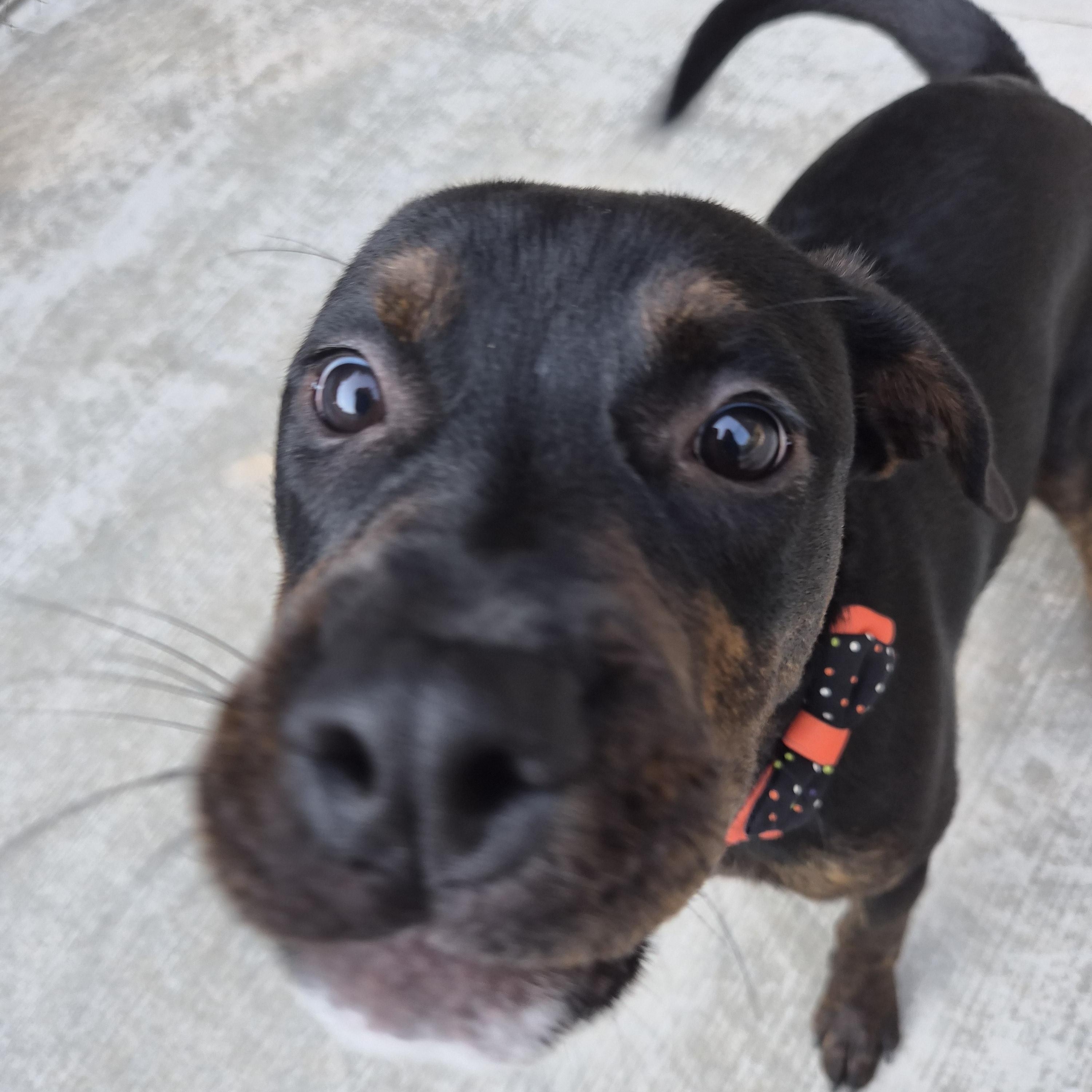 Enlarge Nova, a Adoptable mixed breed in Cornelius, NC image 3/6