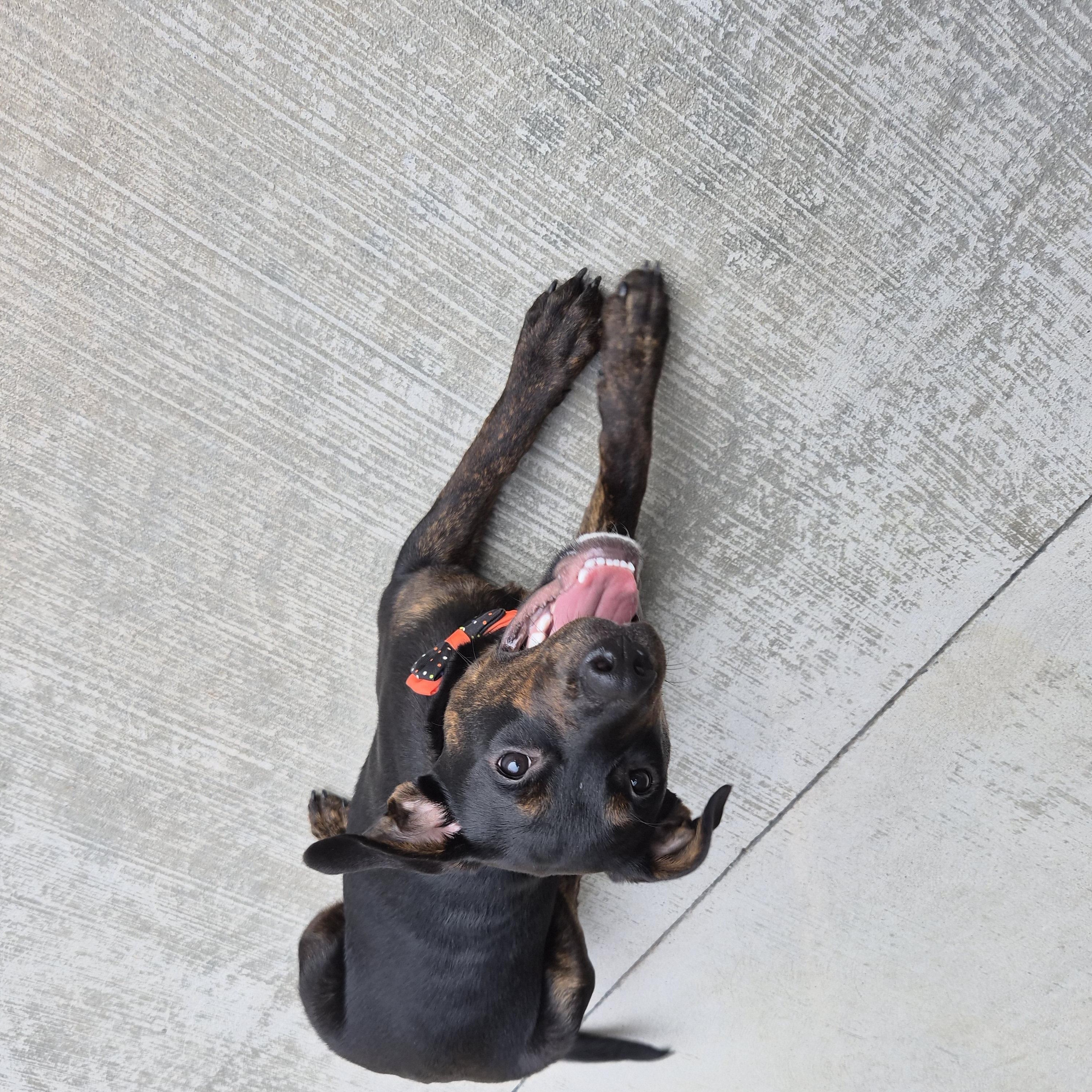 Enlarge Nova, a Adoptable mixed breed in Cornelius, NC image 2/6