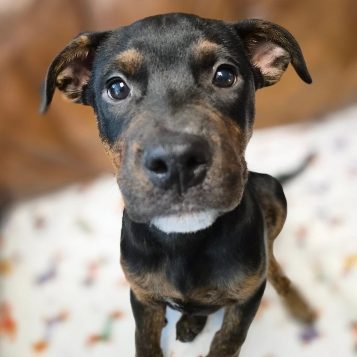 Enlarge Nova, a Adoptable mixed breed in Cornelius, NC image 6/6