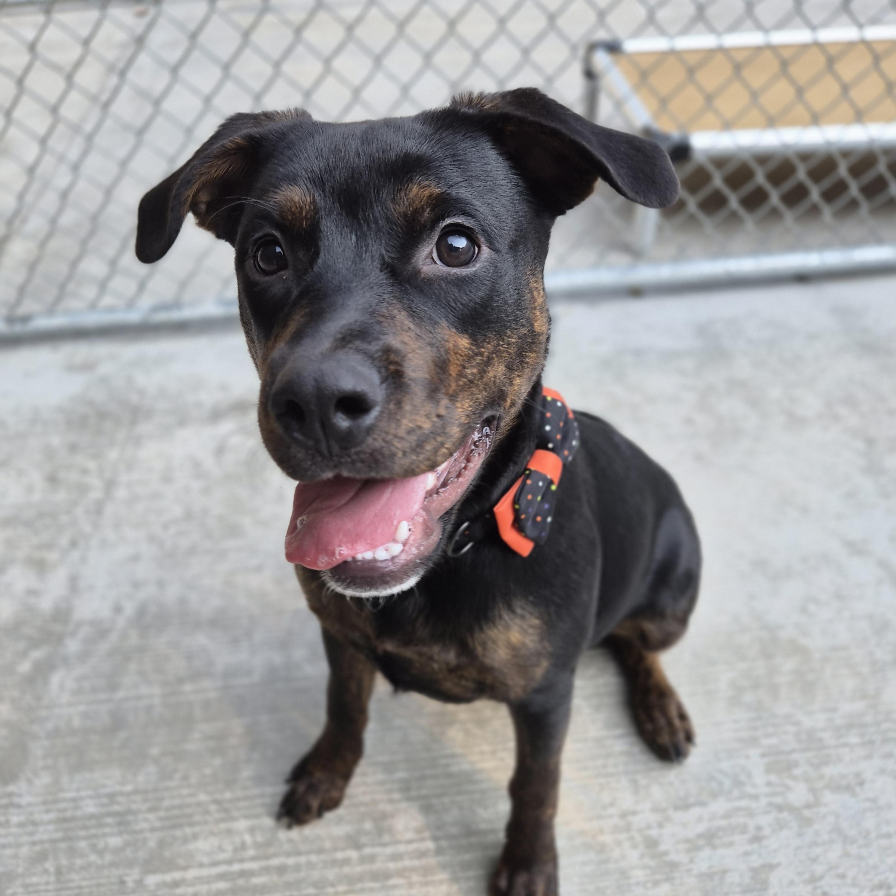 Enlarge Nova, a Adoptable mixed breed in Cornelius, NC image 5/6