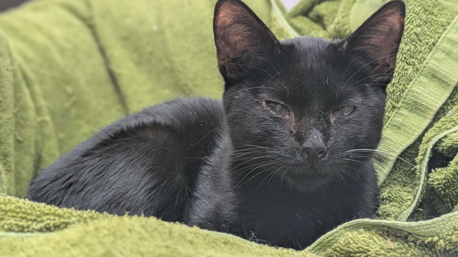 Ozzy, Adoptable, Young Male Domestic Short Hair.