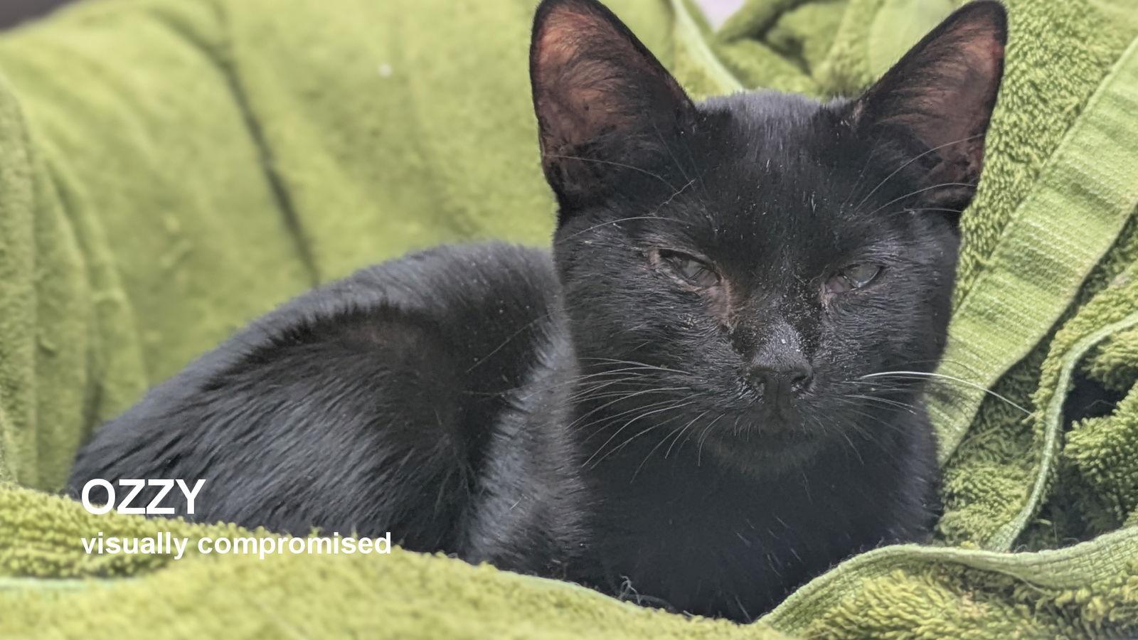 Ozzy, a Adoptable Domestic Short Hair image 1/3