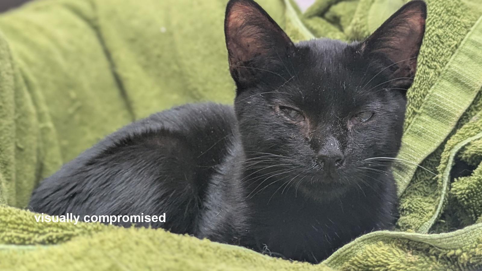 Ozzy, a Adoptable Domestic Short Hair image 2/3