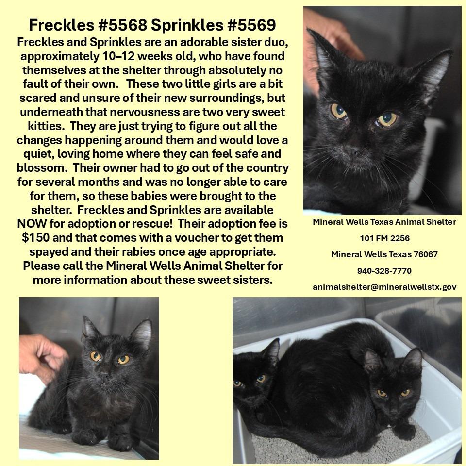 5569 Sprinkles, Adoptable, Kitten Female Domestic Medium Hair.