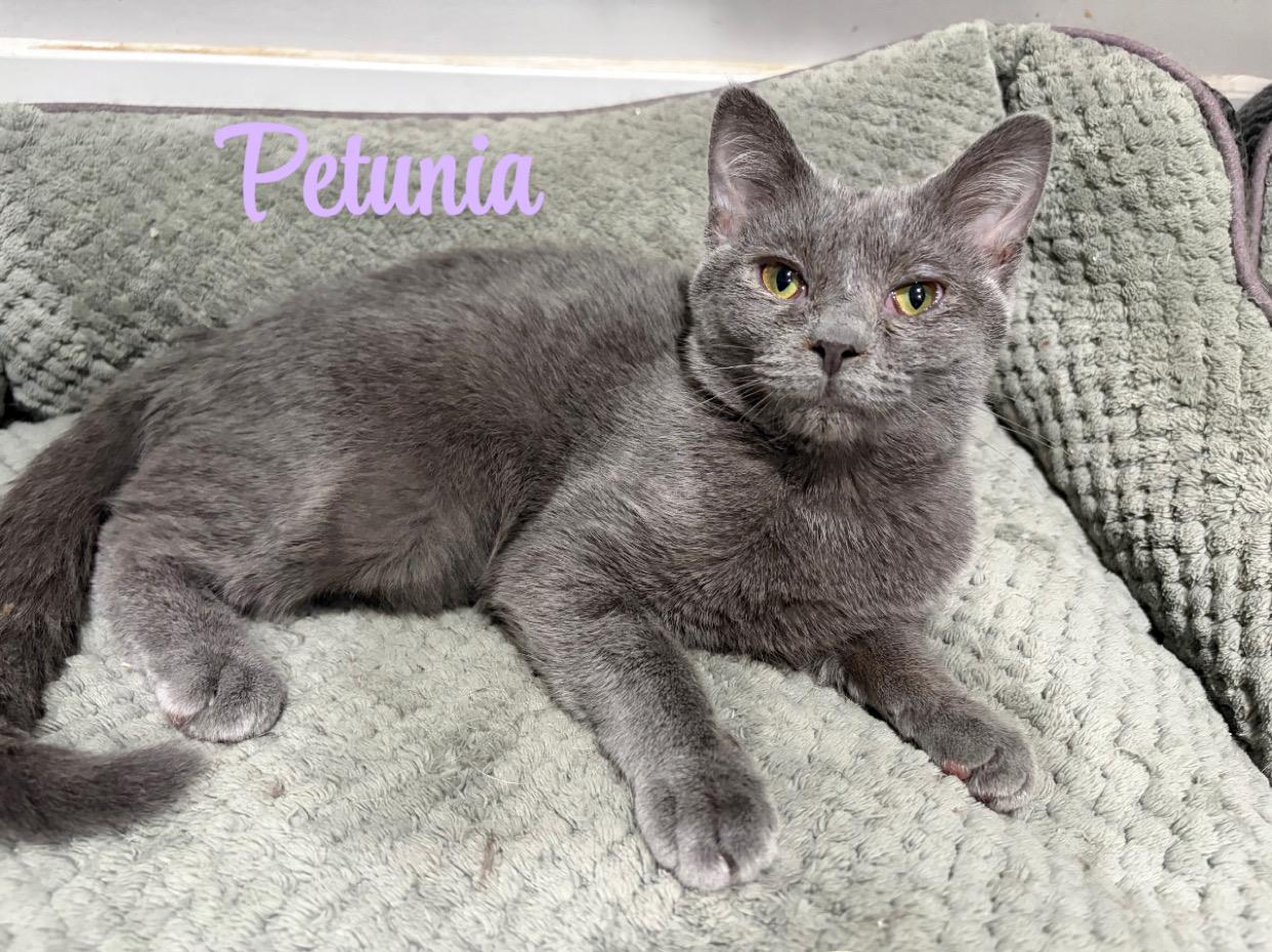 Petunia, Adoptable, Young Female American Shorthair.