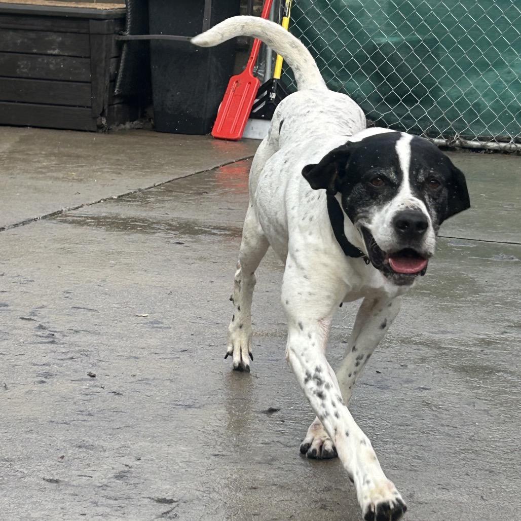 Enlarge Gus, a Adoptable English Pointer in Avon, OH image 1/6
