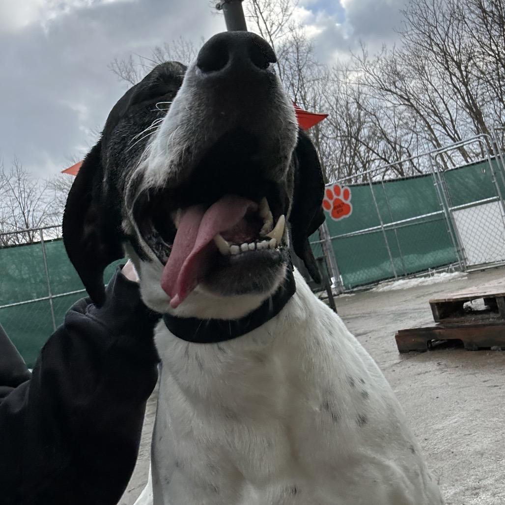 Enlarge Gus, a Adoptable English Pointer in Avon, OH image 2/6
