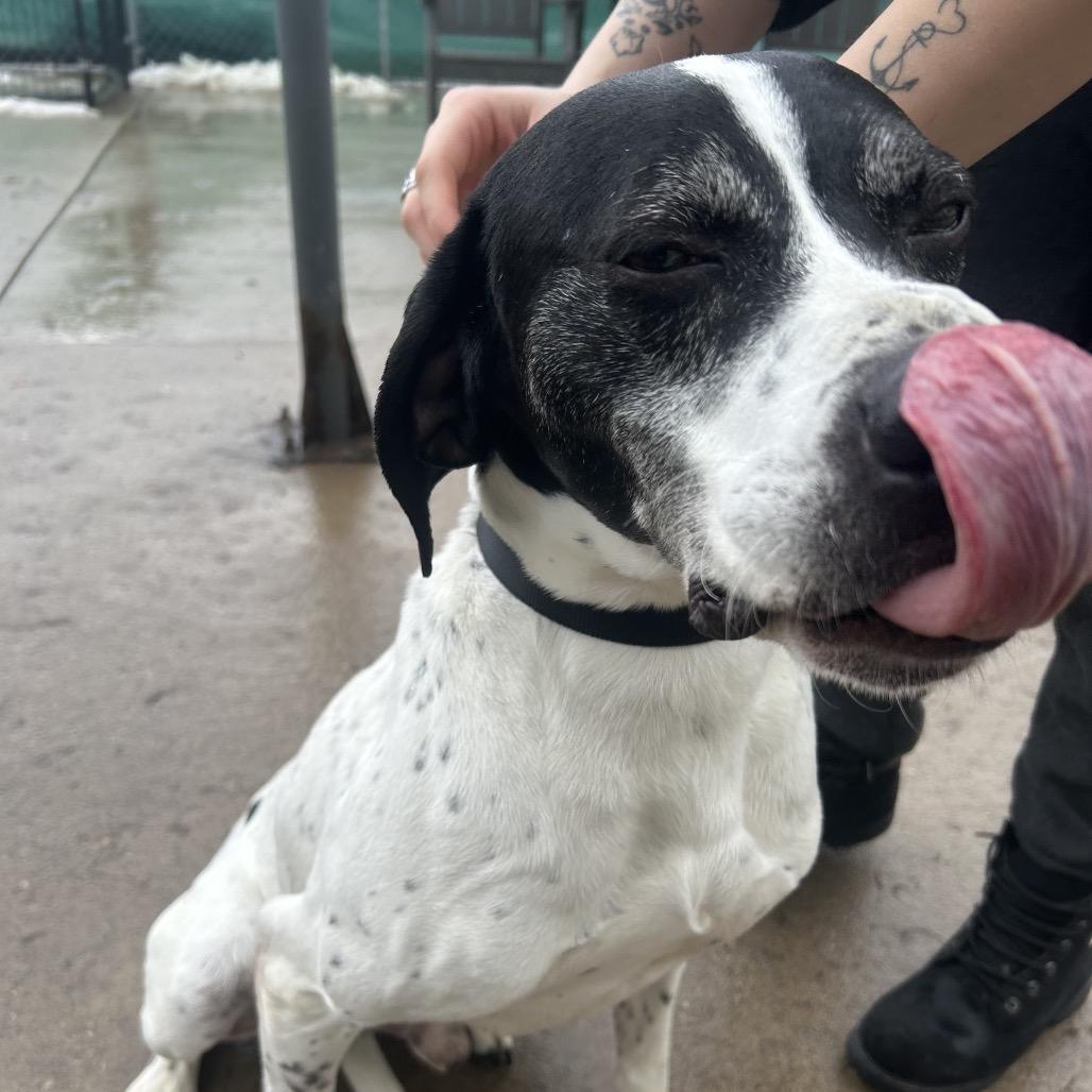 Enlarge Gus, a Adoptable English Pointer in Avon, OH image 3/6