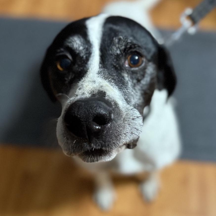 Enlarge Gus, a Adoptable English Pointer in Avon, OH image 4/6