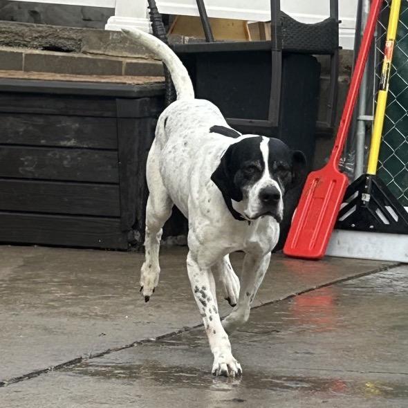 Enlarge Gus, a Adoptable English Pointer in Avon, OH image 5/6