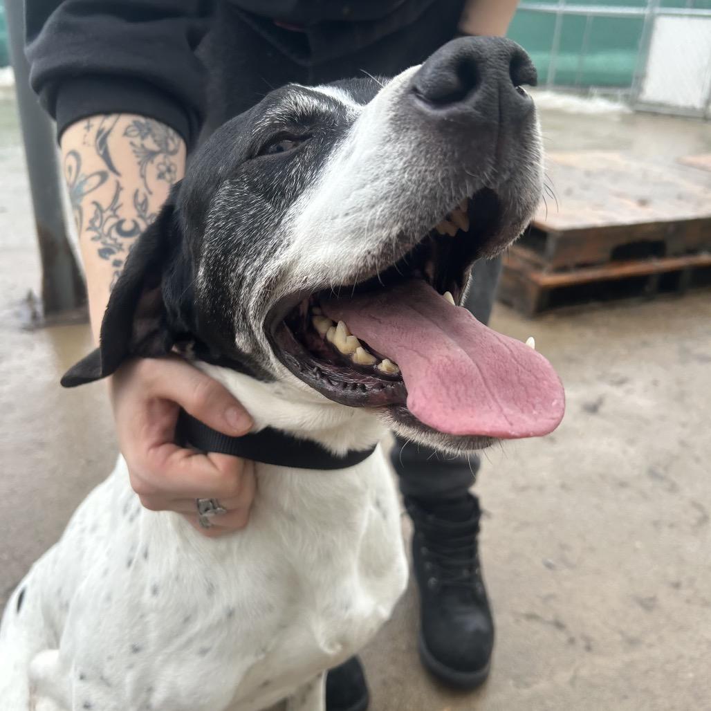 Enlarge Gus, a Adoptable English Pointer in Avon, OH image 6/6