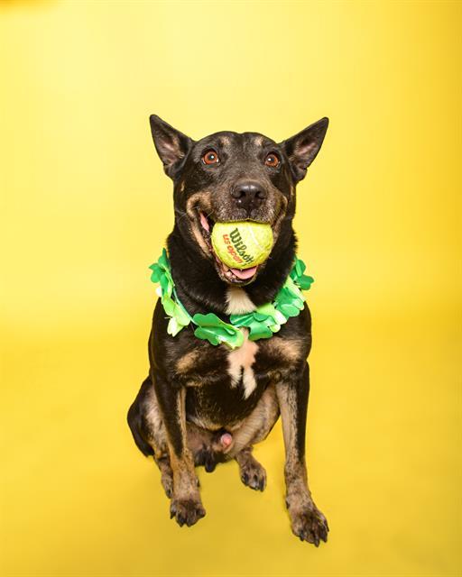 Enlarge TEO, a Adoptable mixed breed in Fort Lauderdale, FL image 1/1