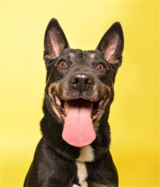 TEO, Adoptable, Adult Male Australian Kelpie & Mixed Breed.