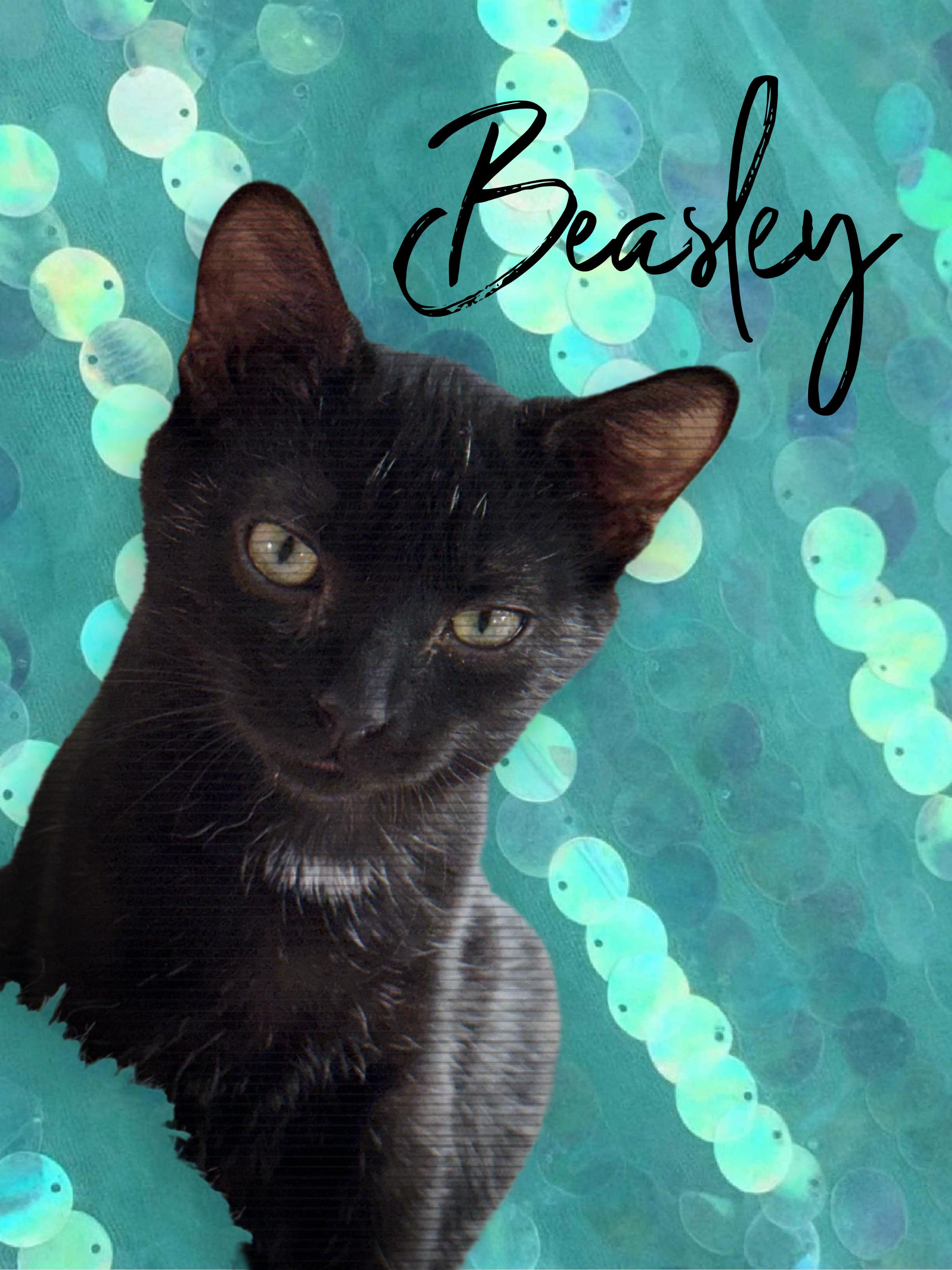Beasley, a Adoptable Domestic Short Hair in Lebanon, KY image 1/5