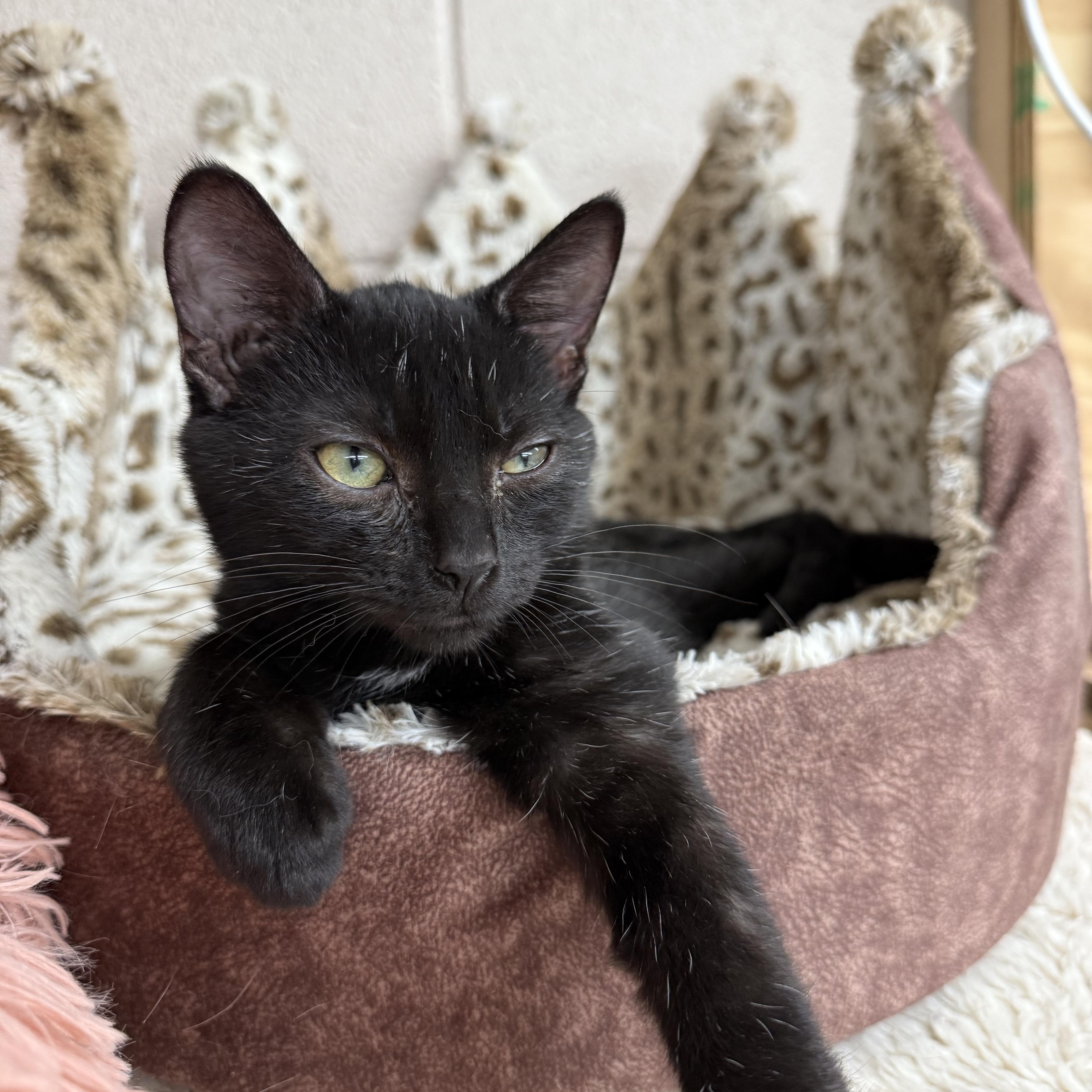 Beasley, a Adoptable Domestic Short Hair in Lebanon, KY image 2/5