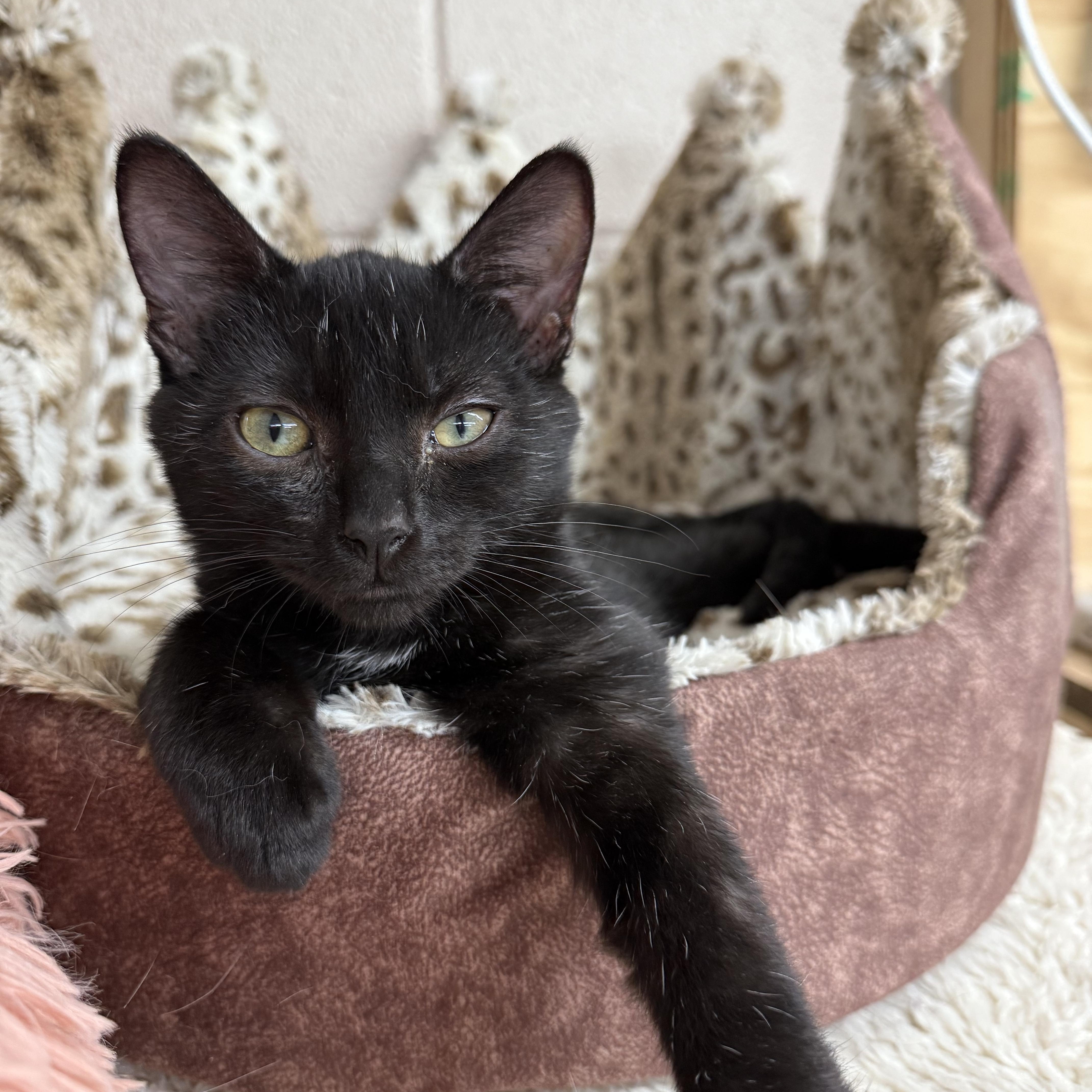 Beasley, a Adoptable Domestic Short Hair in Lebanon, KY image 3/5