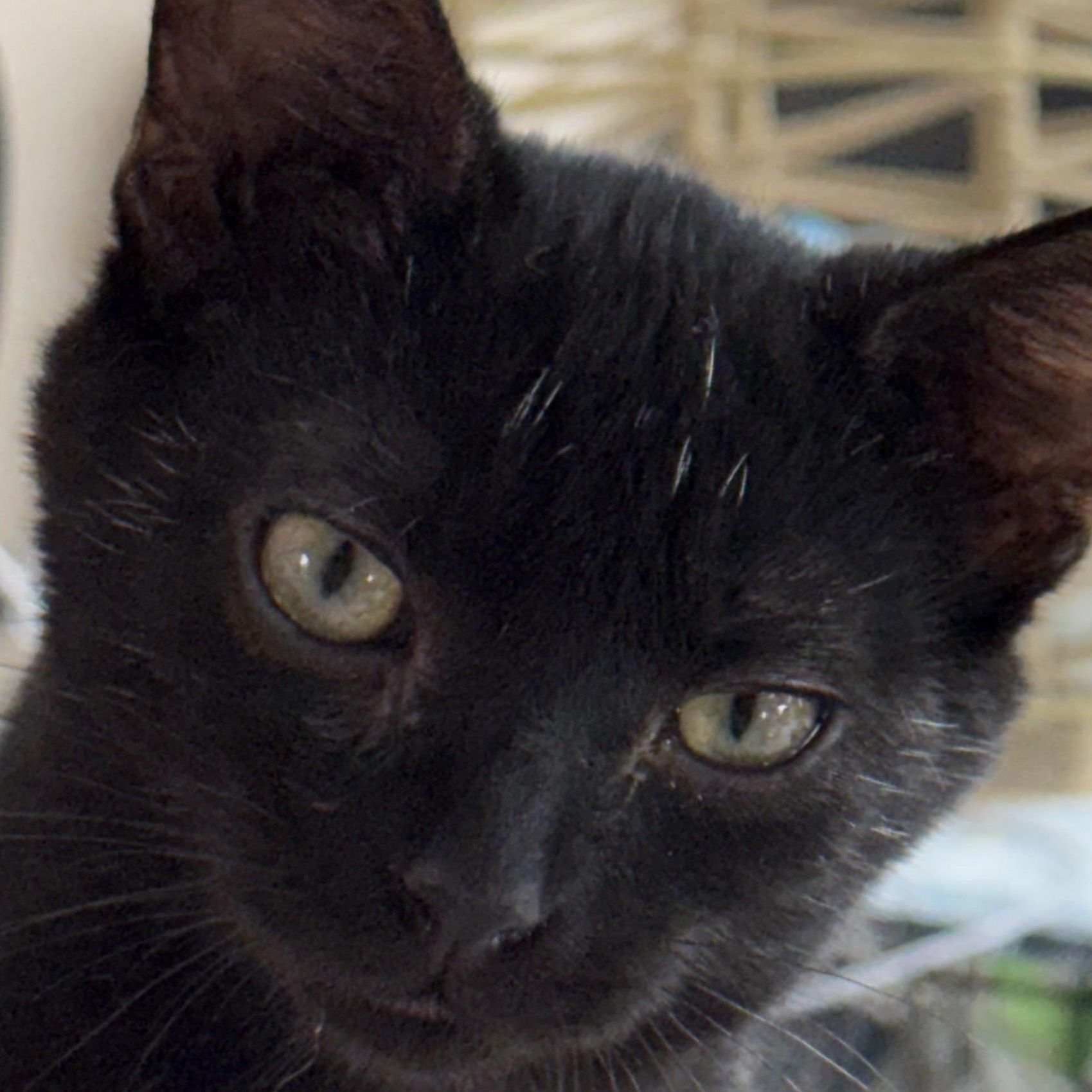 Beasley, a Adoptable Domestic Short Hair in Lebanon, KY image 4/5