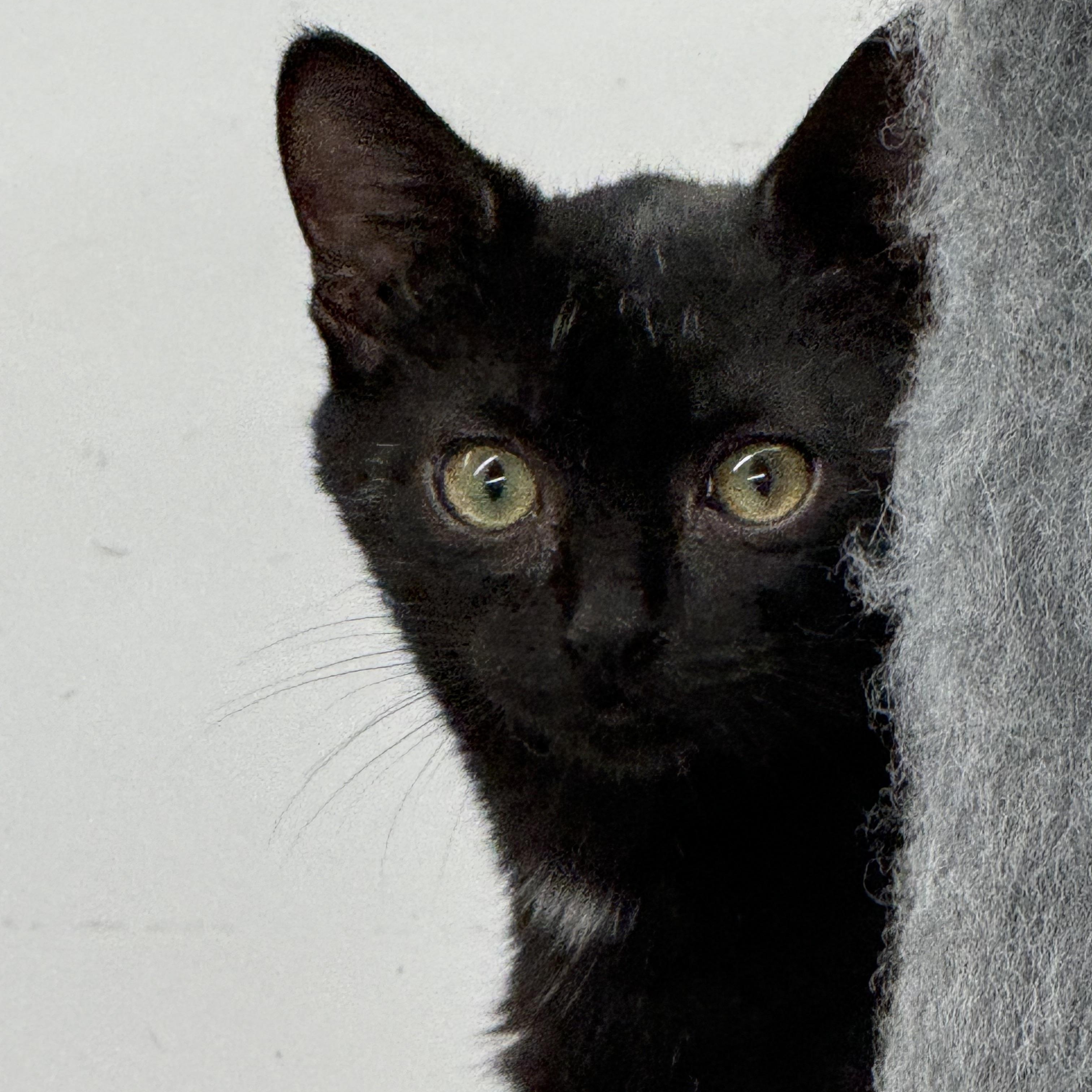 Beasley, a Adoptable Domestic Short Hair in Lebanon, KY image 5/5