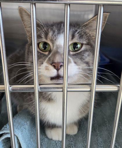 Enlarge Rockie, a Adoptable mixed breed in Willmar, MN image 1/1