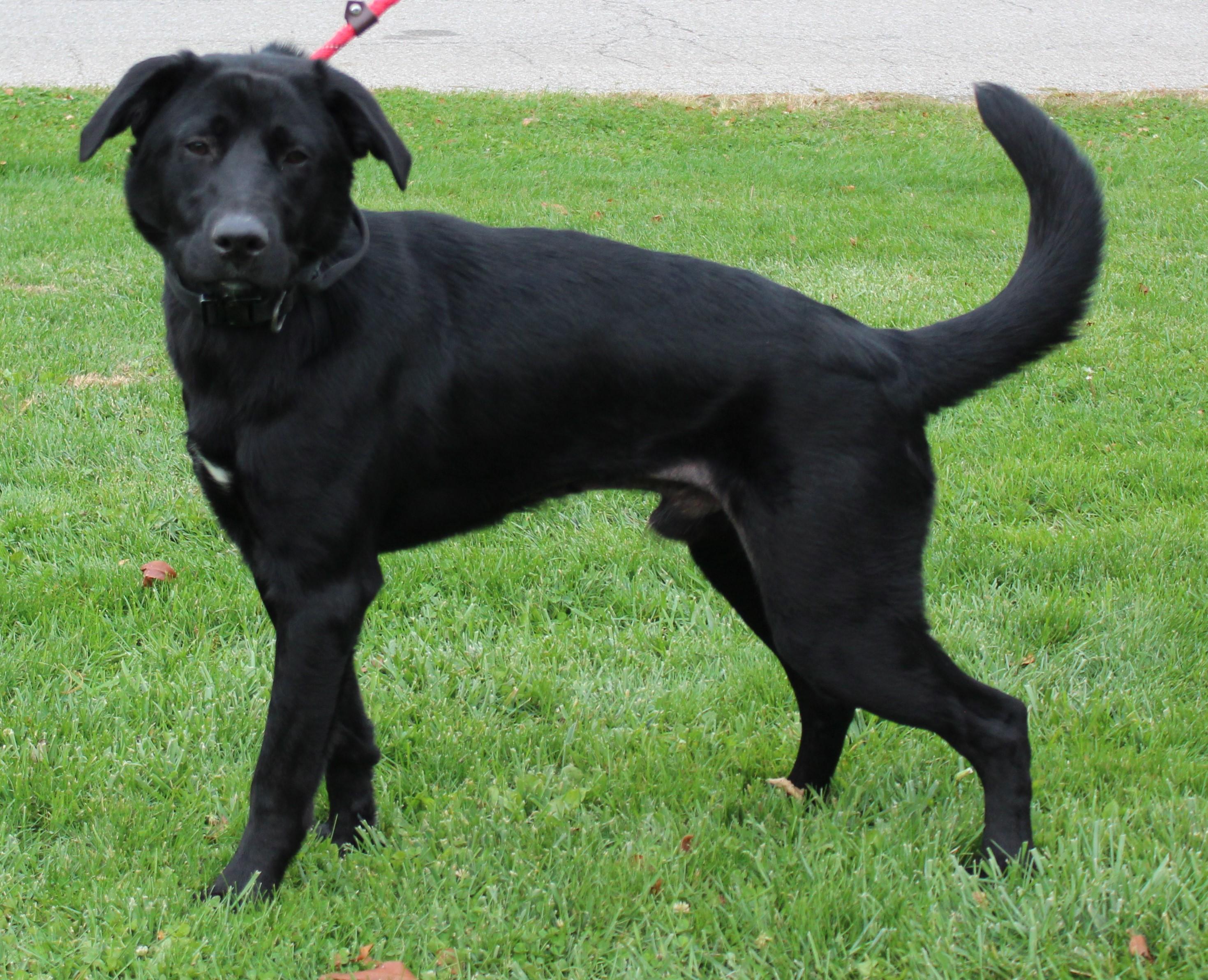 Enlarge Logan (9285), a Adoptable mixed breed in Heath, OH image 1/3