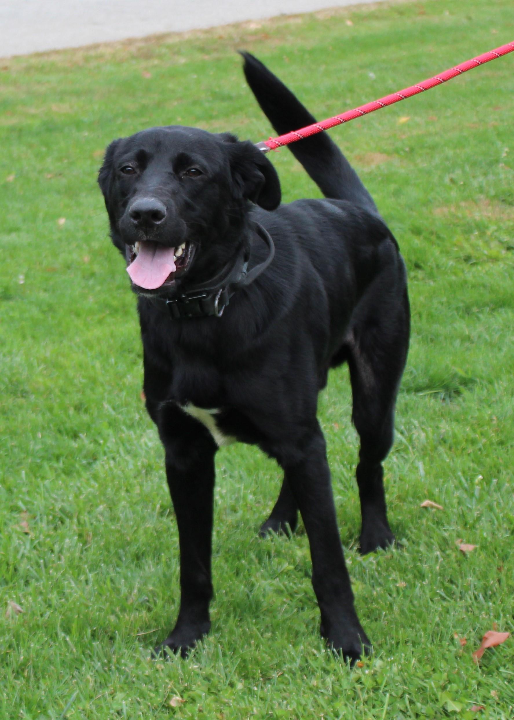 Enlarge Logan (9285), a Adoptable mixed breed in Heath, OH image 2/3