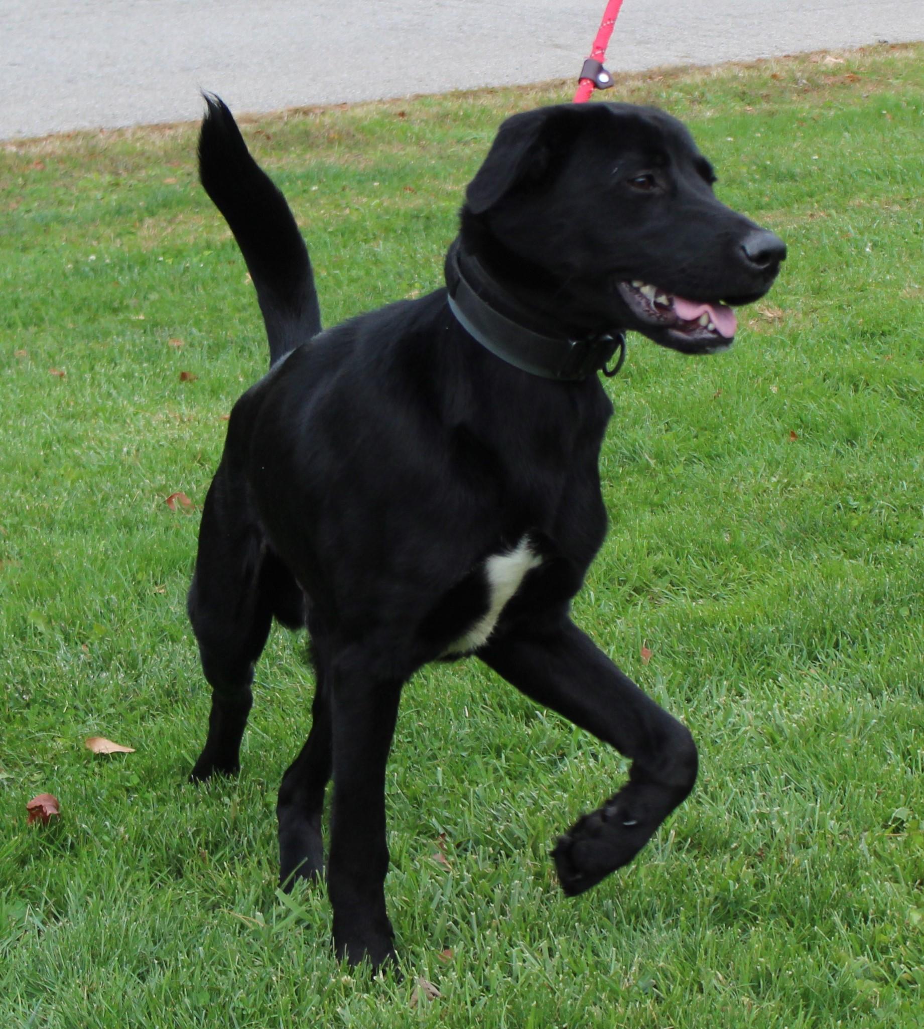 Enlarge Logan (9285), a Adoptable mixed breed in Heath, OH image 3/3