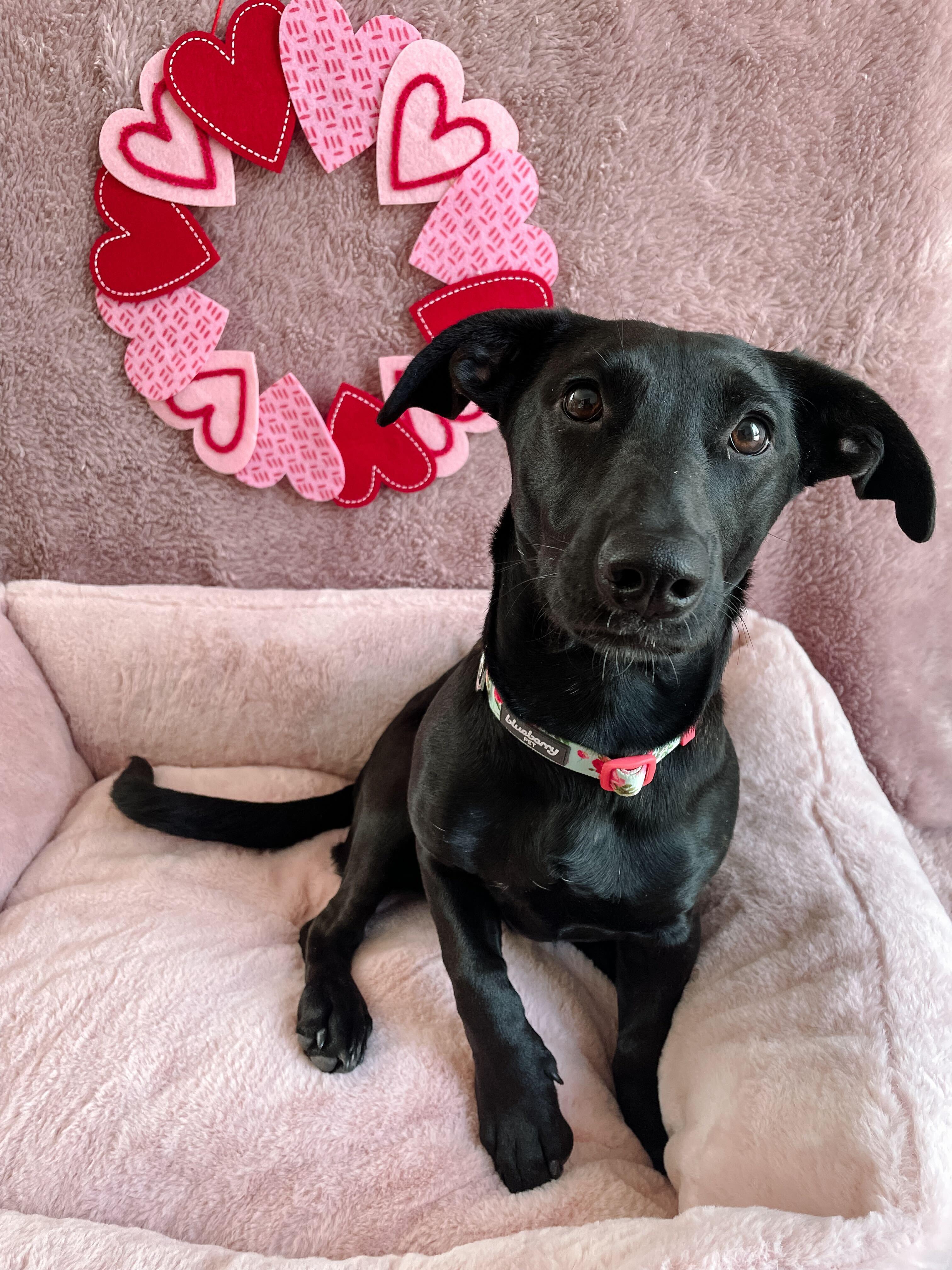 Enlarge Bella, an adopted mixed breed in Denver, CO image 5/5