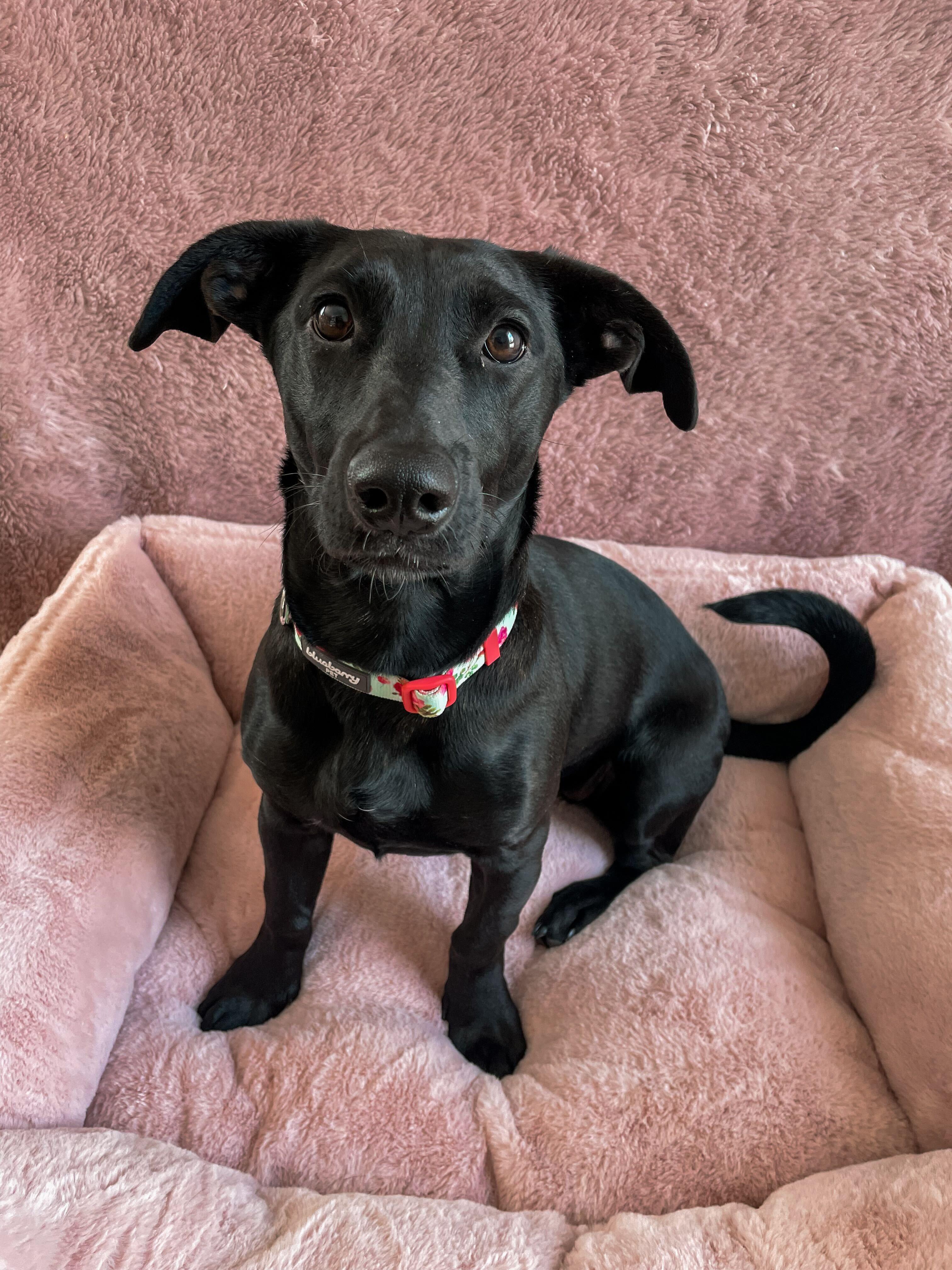 Enlarge Bella, an adopted mixed breed in Denver, CO image 2/5
