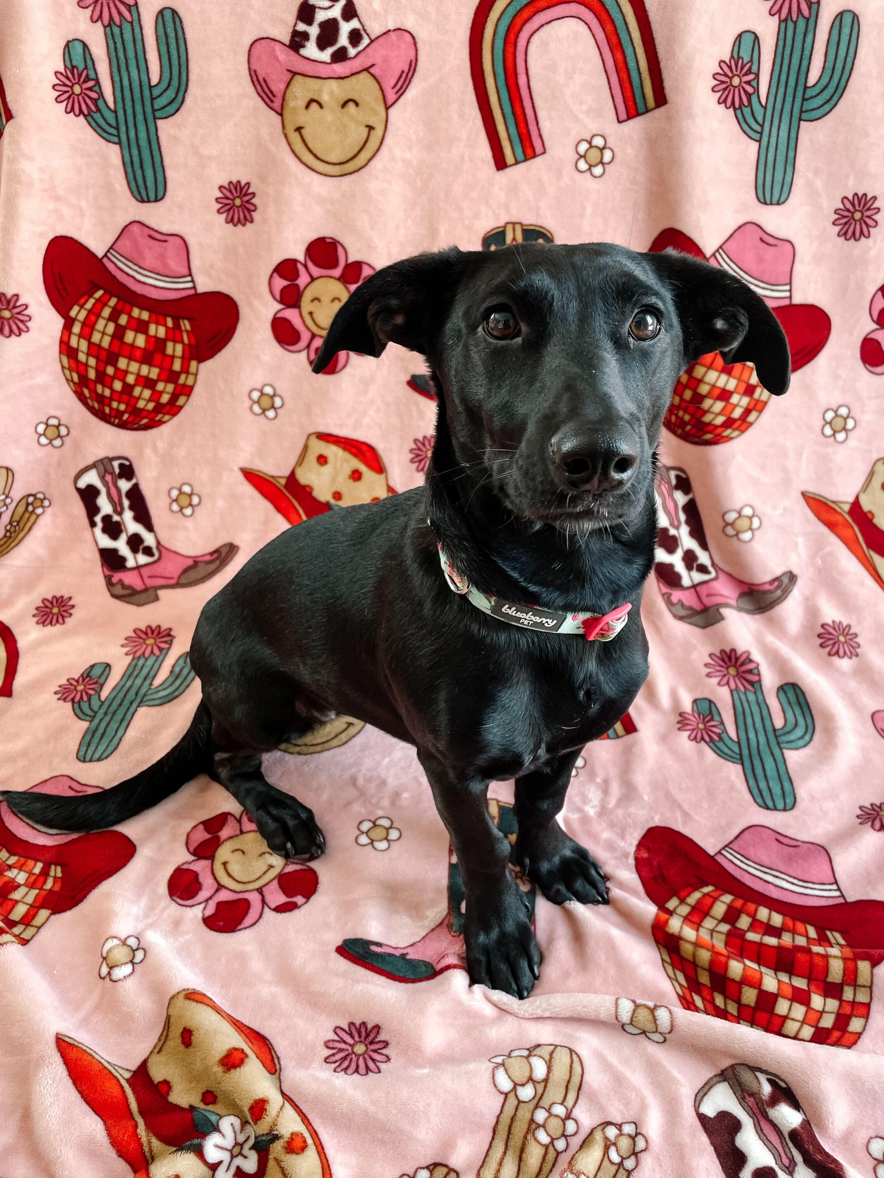 Enlarge Bella, an adopted mixed breed in Denver, CO image 4/5