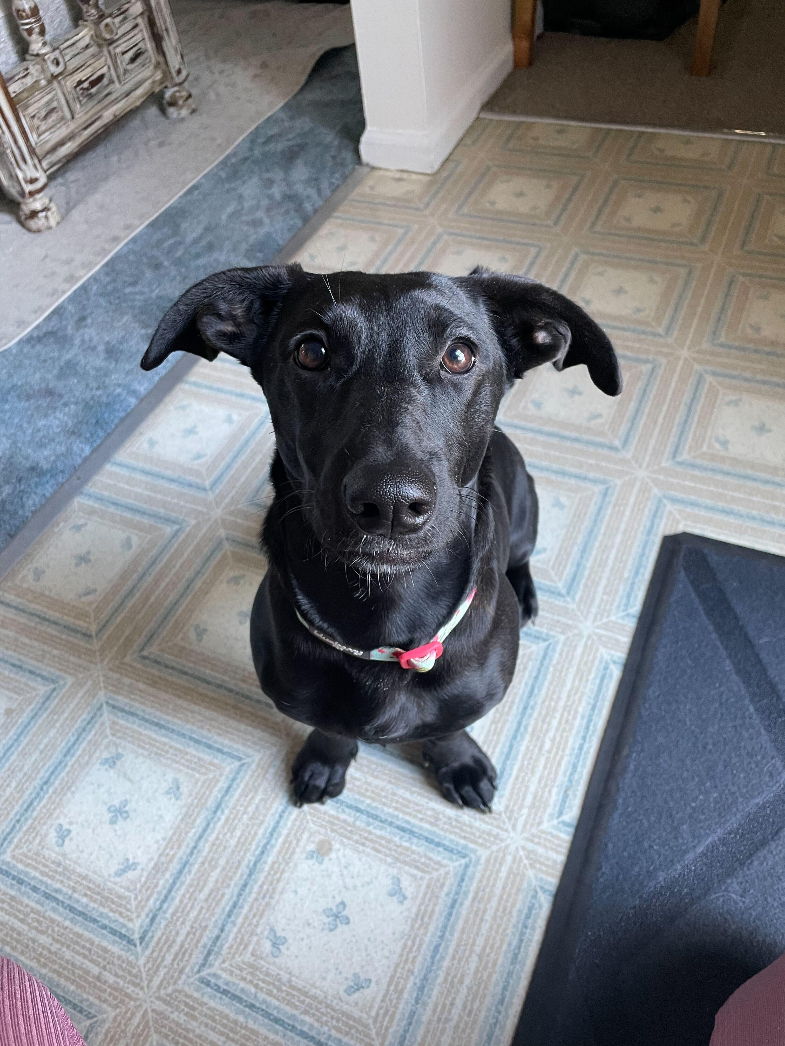 Bella, Adoptable, Puppy Female Dachshund & Black Labrador Retriever.