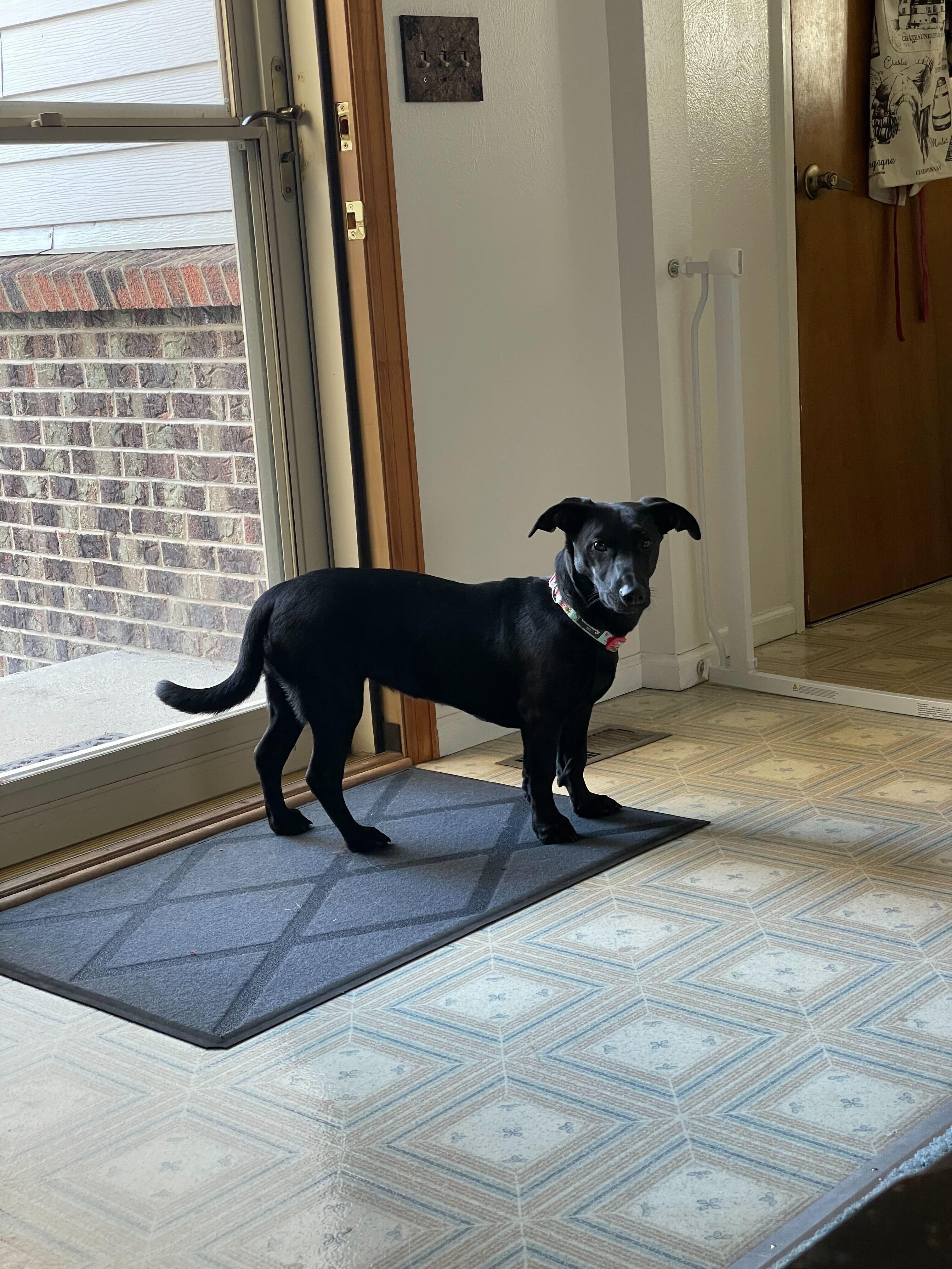 Enlarge Bella, an adopted mixed breed in Denver, CO image 3/5